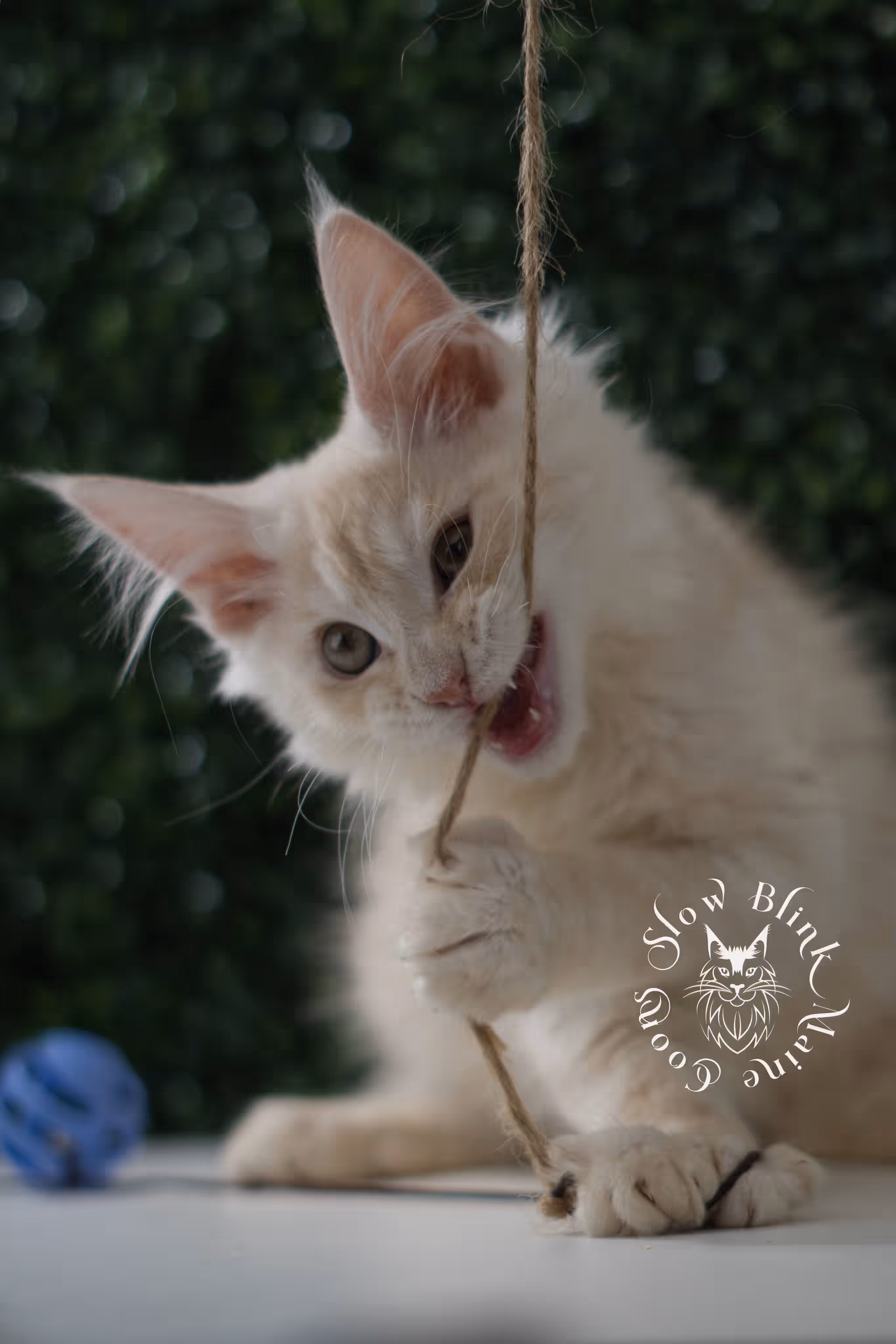 high silver red | maine coon kitten | male | ems code mcp ds 22 | taken jul 23 2025 | age 10 weeks old | poly High Silver Red Maine Coon Kittens > high silver red | maine coon kitten | male | ems code mcp ds 22 | taken jul 23 2025 | age 10 weeks old | poly | idx 06