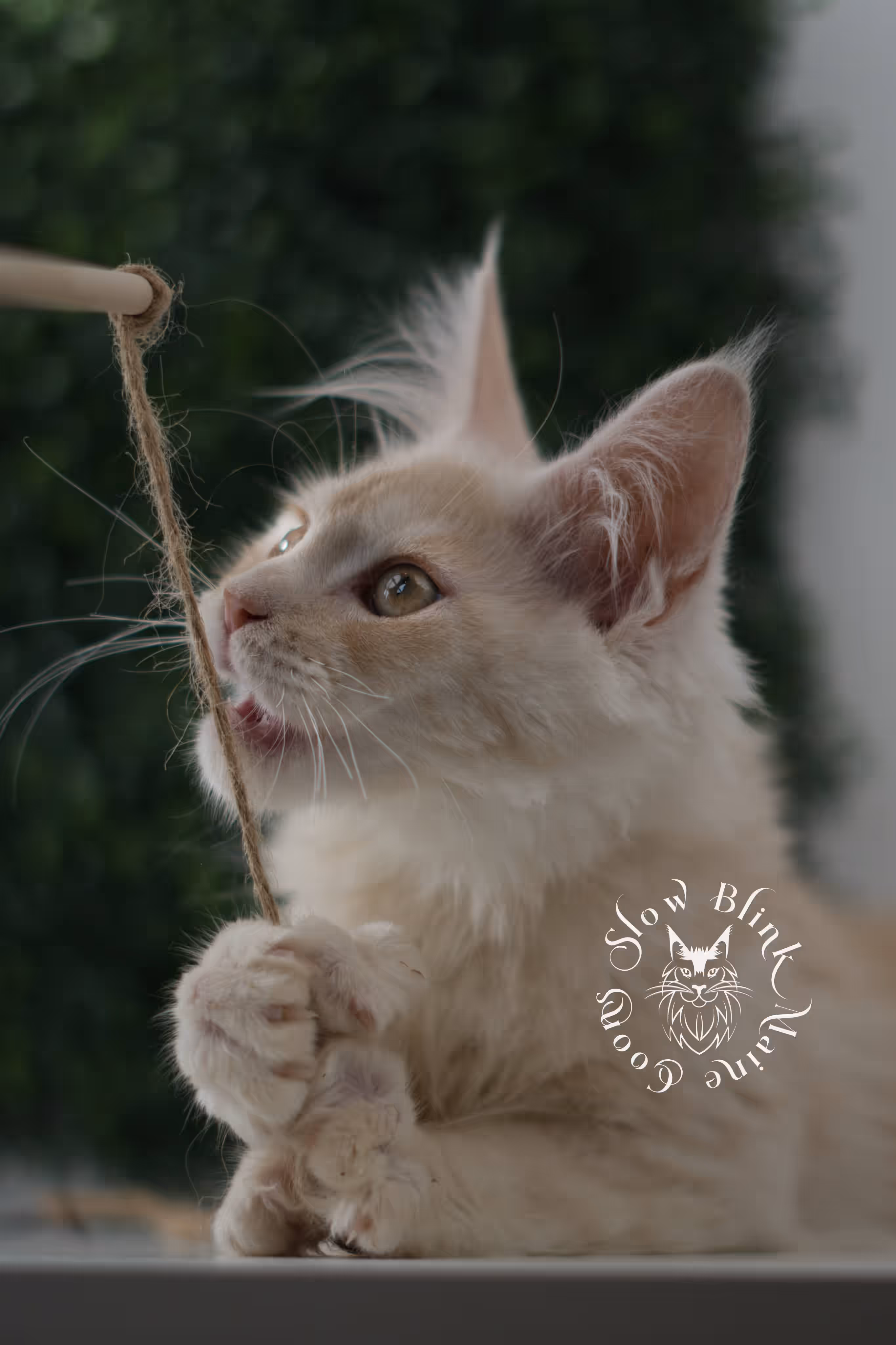 high silver red | maine coon kitten | male | ems code mcp ds 22 | taken jul 23 2025 | age 10 weeks old | poly High Silver Red Maine Coon Kittens > high silver red | maine coon kitten | male | ems code mcp ds 22 | taken jul 23 2025 | age 10 weeks old | poly | idx 07
