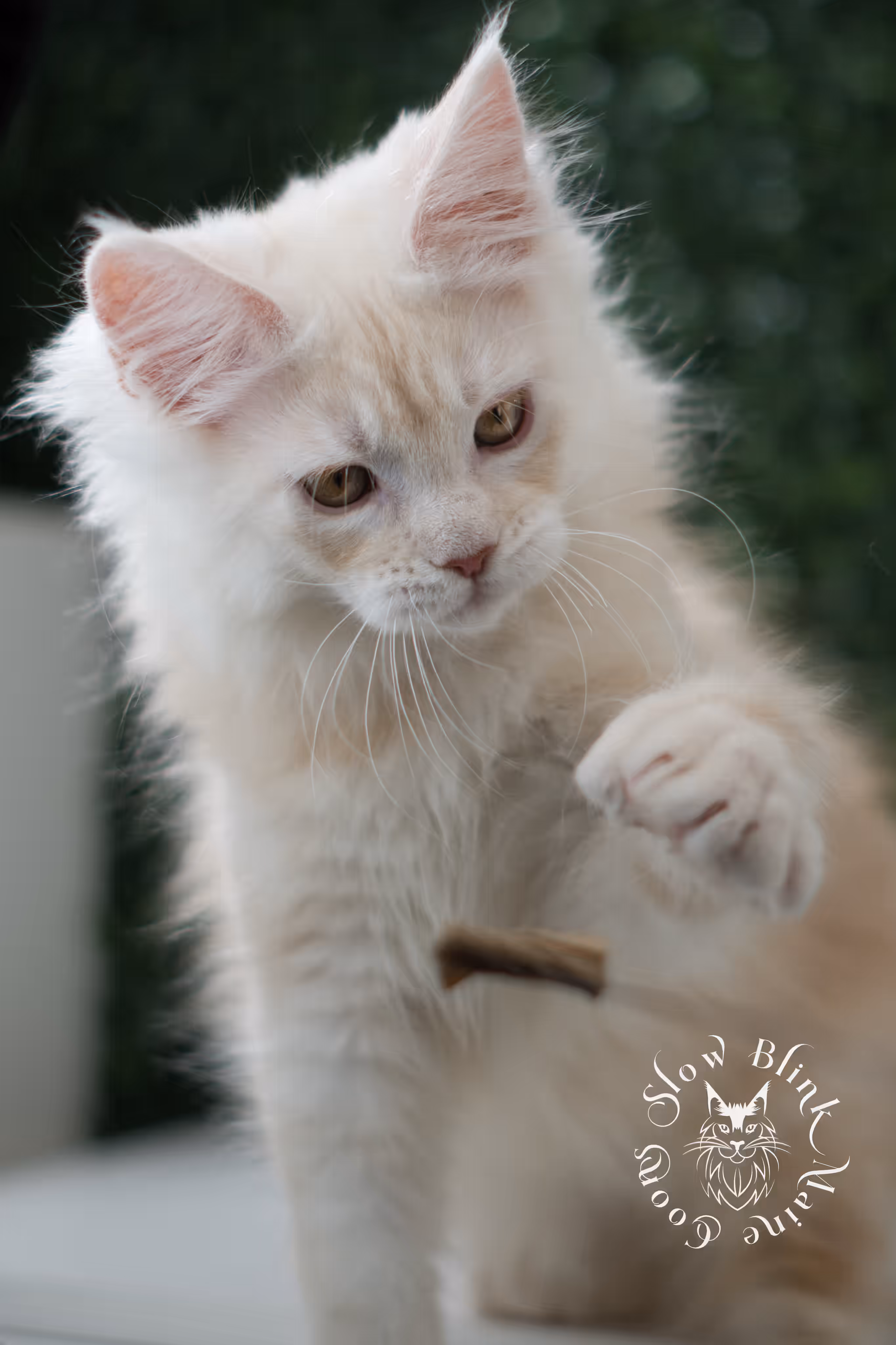 high silver red | maine coon kitten | male | ems code mcp ds 22 | taken may 17 2025 | named william | age 8 weeks old | poly High Silver Red Maine Coon Kittens > high silver red | maine coon kitten | male | ems code mcp ds 22 | taken may 17 2025 | named william | age 8 weeks old | poly | idx 02
