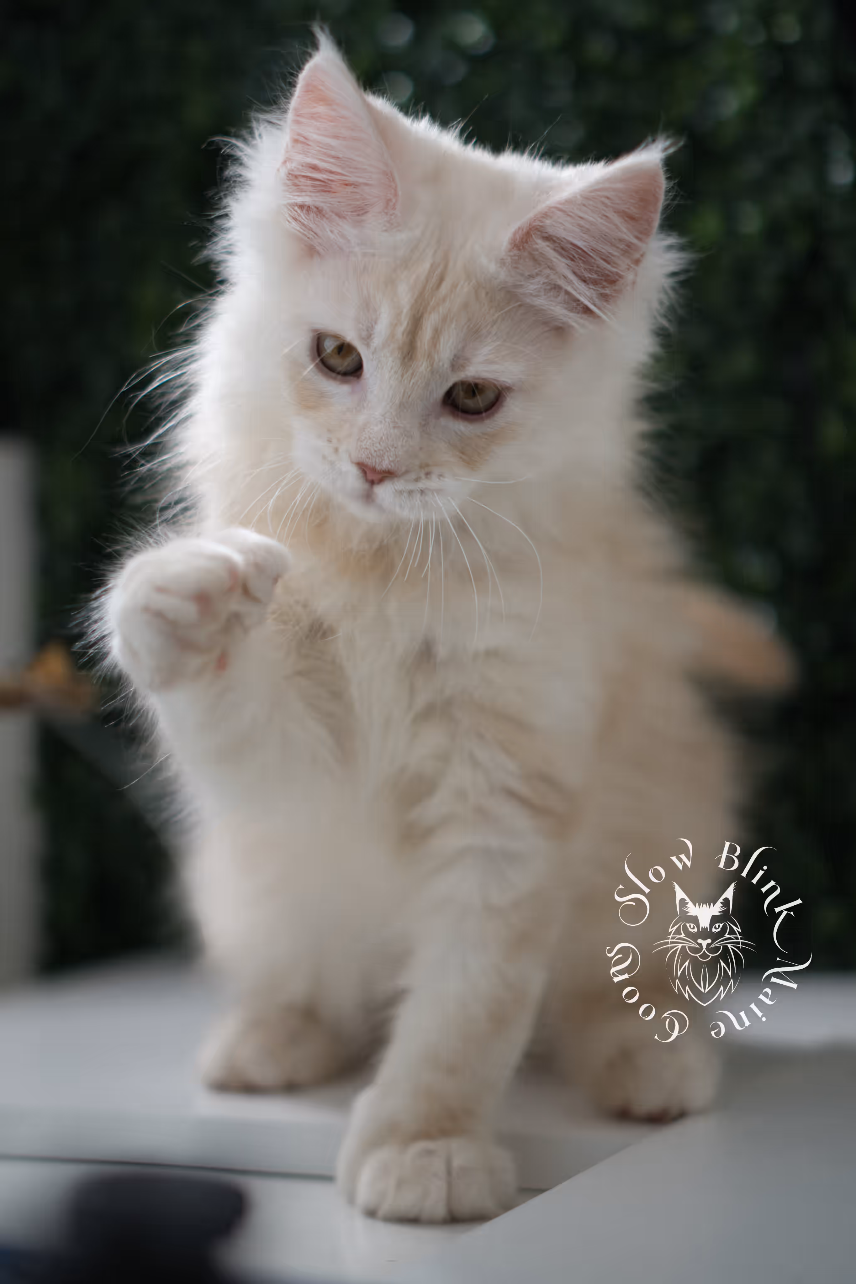 high silver red | maine coon kitten | male | ems code mcp ds 22 | taken may 17 2025 | named william | age 8 weeks old | poly High Silver Red Maine Coon Kittens > high silver red | maine coon kitten | male | ems code mcp ds 22 | taken may 17 2025 | named william | age 8 weeks old | poly | idx 03