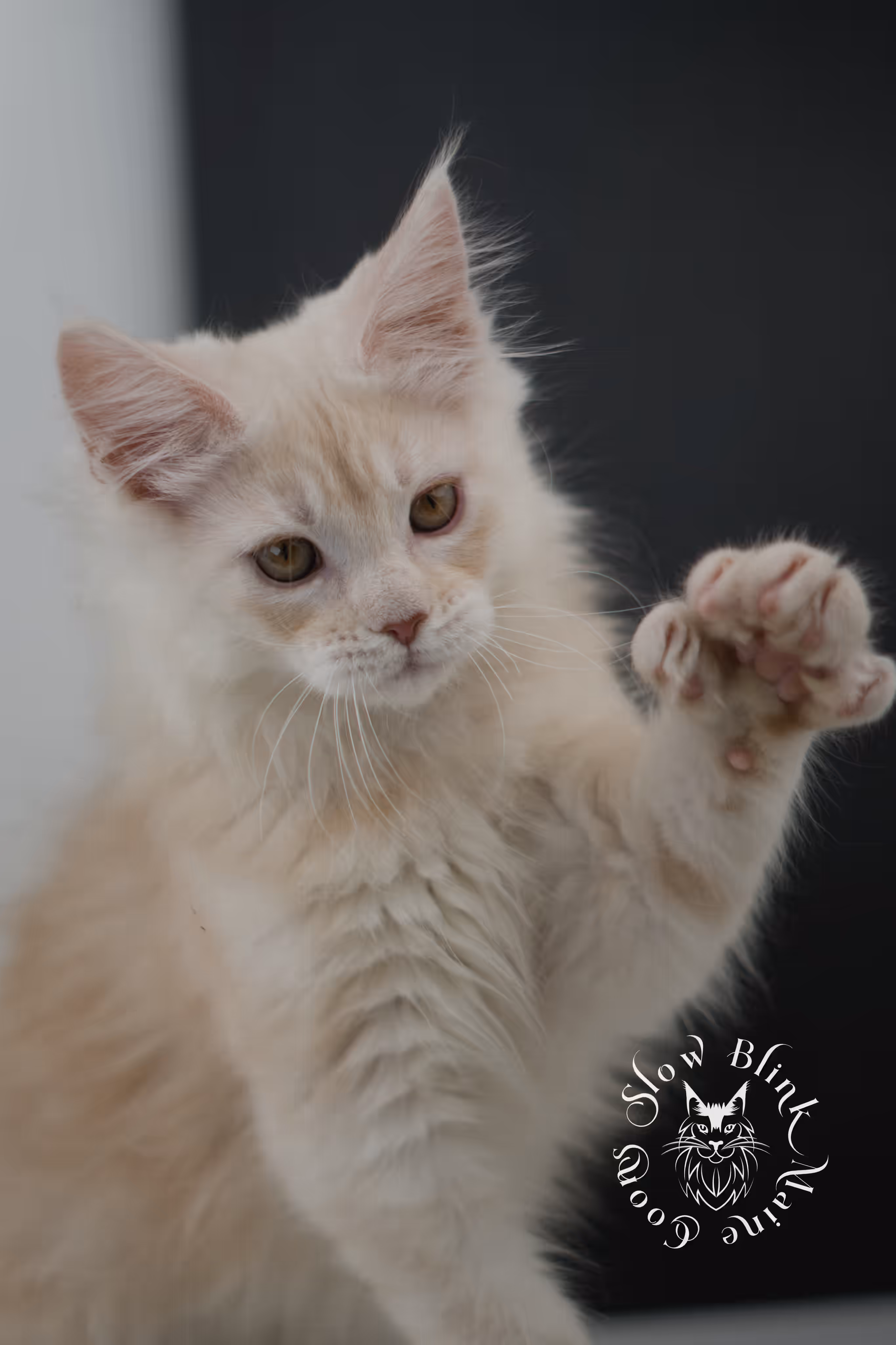 high silver red | maine coon kitten | male | ems code mcp ds 22 | taken may 17 2025 | named william | age 8 weeks old | poly High Silver Red Maine Coon Kittens > high silver red | maine coon kitten | male | ems code mcp ds 22 | taken may 17 2025 | named william | age 8 weeks old | poly | idx 04