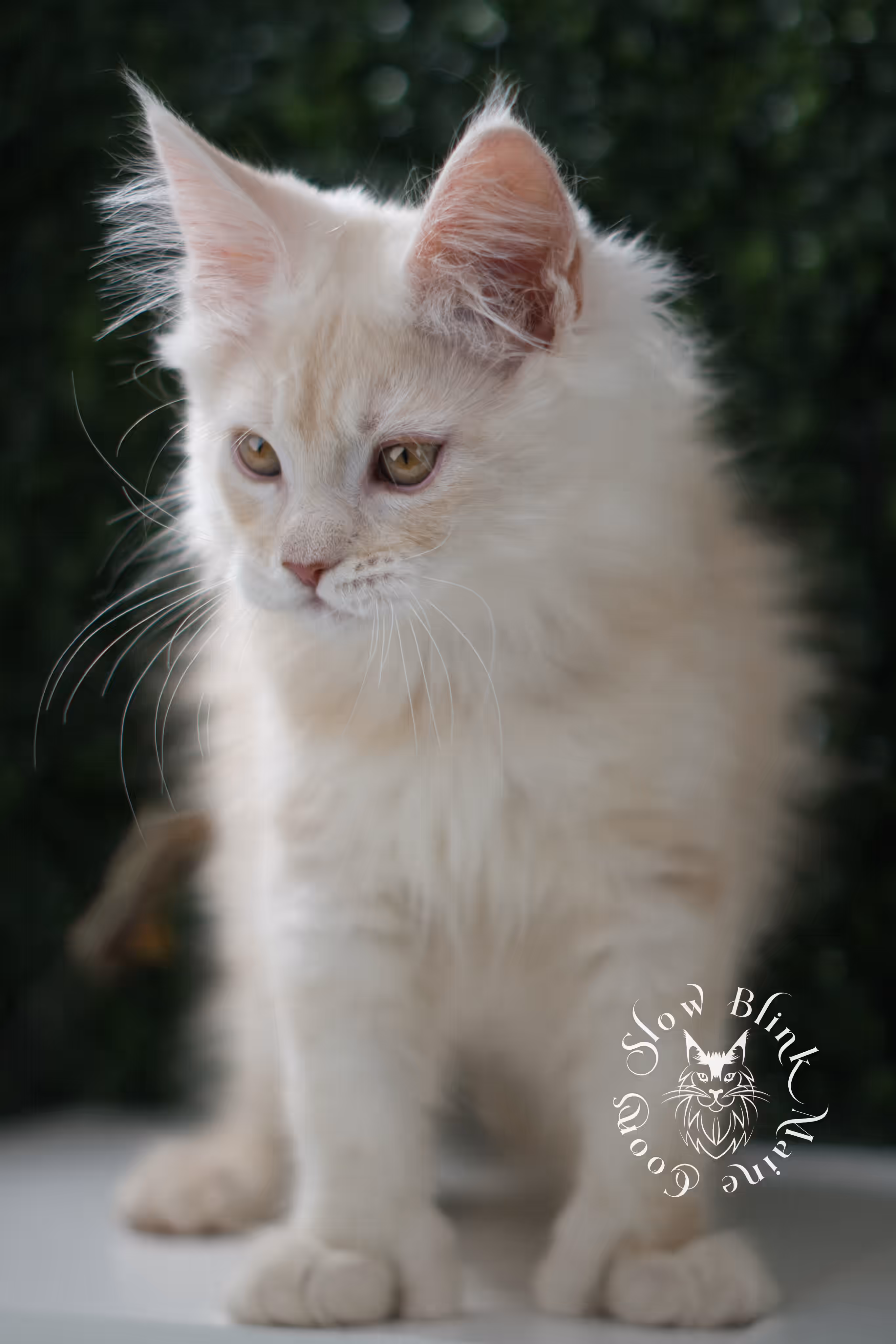 high silver red | maine coon kitten | male | ems code mcp ds 22 | taken may 17 2025 | named william | age 8 weeks old | poly High Silver Red Maine Coon Kittens > high silver red | maine coon kitten | male | ems code mcp ds 22 | taken may 17 2025 | named william | age 8 weeks old | poly | idx 05