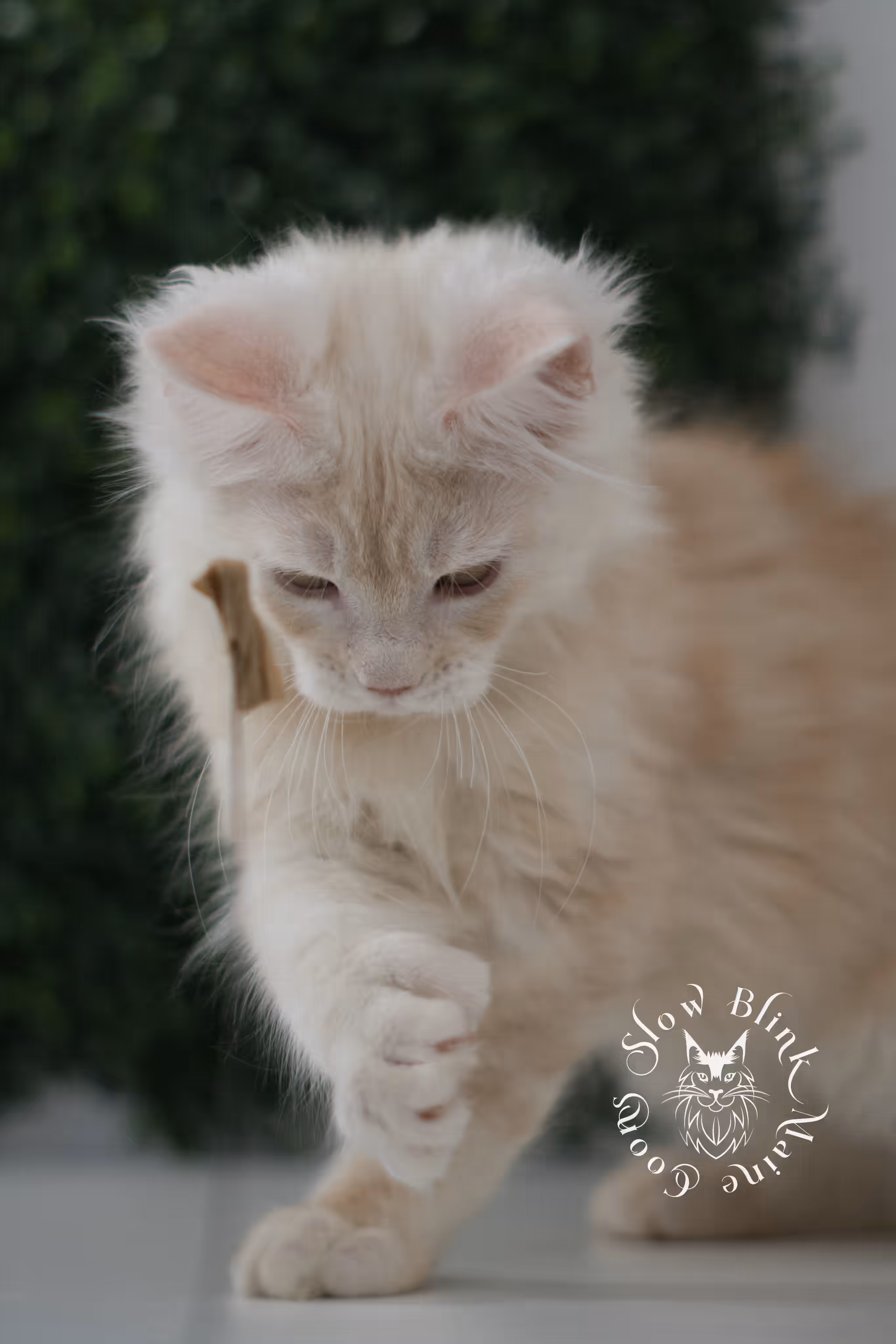 high silver red | maine coon kitten | male | ems code mcp ds 22 | taken may 17 2025 | named william | age 8 weeks old | poly High Silver Red Maine Coon Kittens > high silver red | maine coon kitten | male | ems code mcp ds 22 | taken may 17 2025 | named william | age 8 weeks old | poly | idx 06