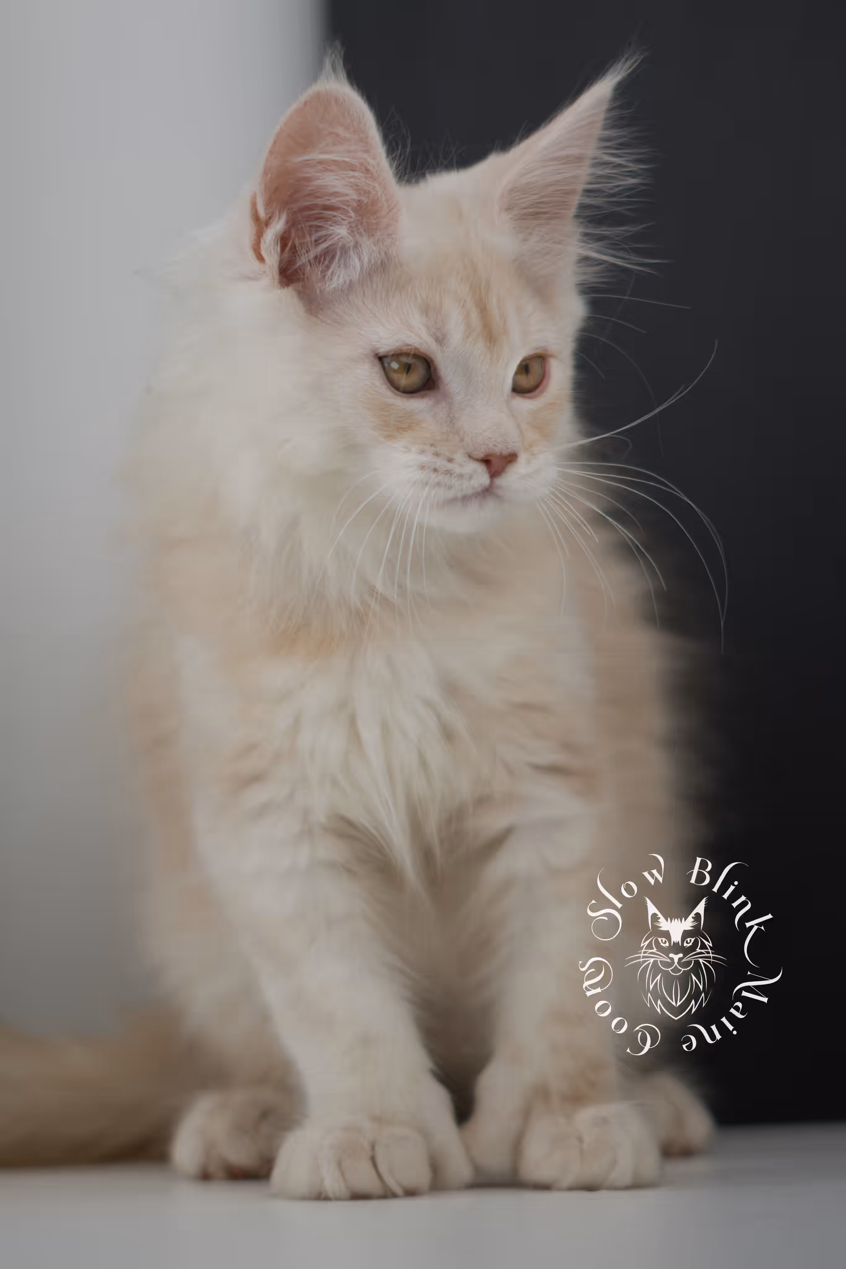 high silver red | maine coon kitten | male | ems code mcp ds 22 | taken may 17 2025 | named william | age 8 weeks old | poly High Silver Red Maine Coon Kittens > high silver red | maine coon kitten | male | ems code mcp ds 22 | taken may 17 2025 | named william | age 8 weeks old | poly | idx 07