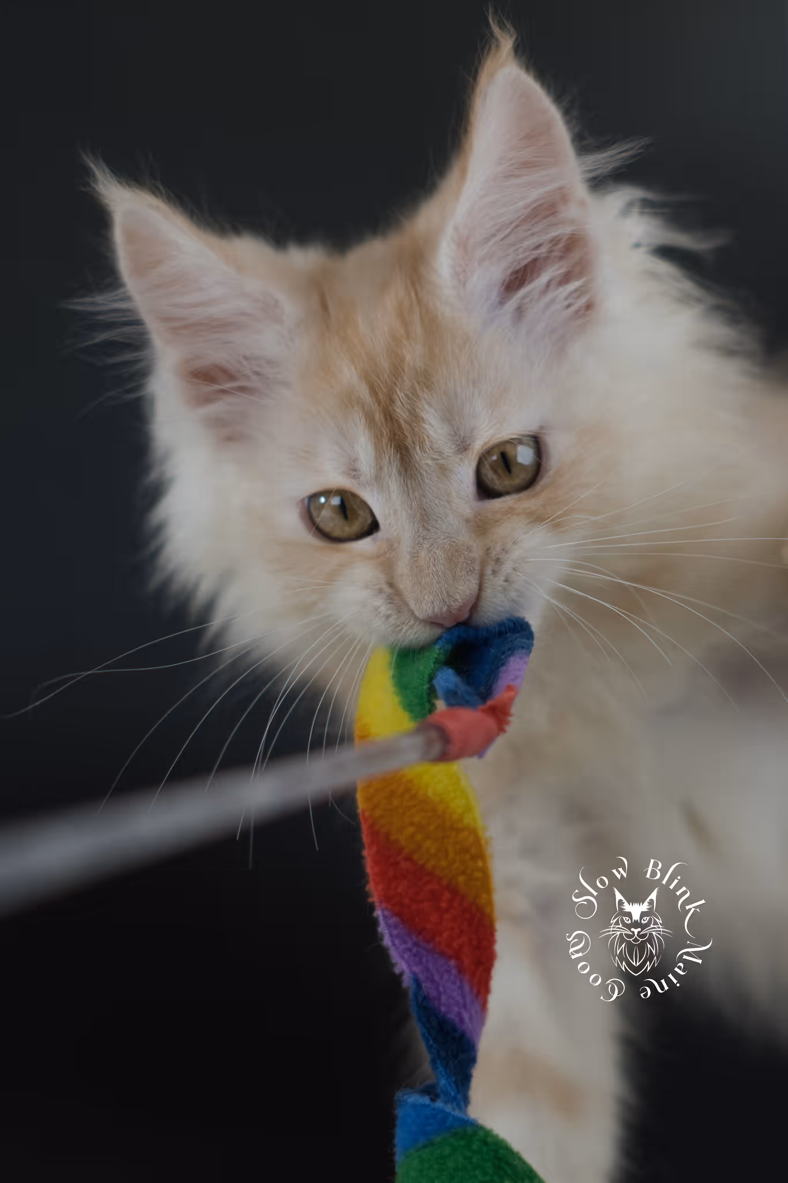 high silver red | maine coon kitten | male | ems code mcp ds 22 | taken may 17 2025 | named william | age 9 and a half weeks old | poly High Silver Red Maine Coon Kittens > high silver red | maine coon kitten | male | ems code mcp ds 22 | taken may 17 2025 | named william | age 9 and a half weeks old | poly | idx 02