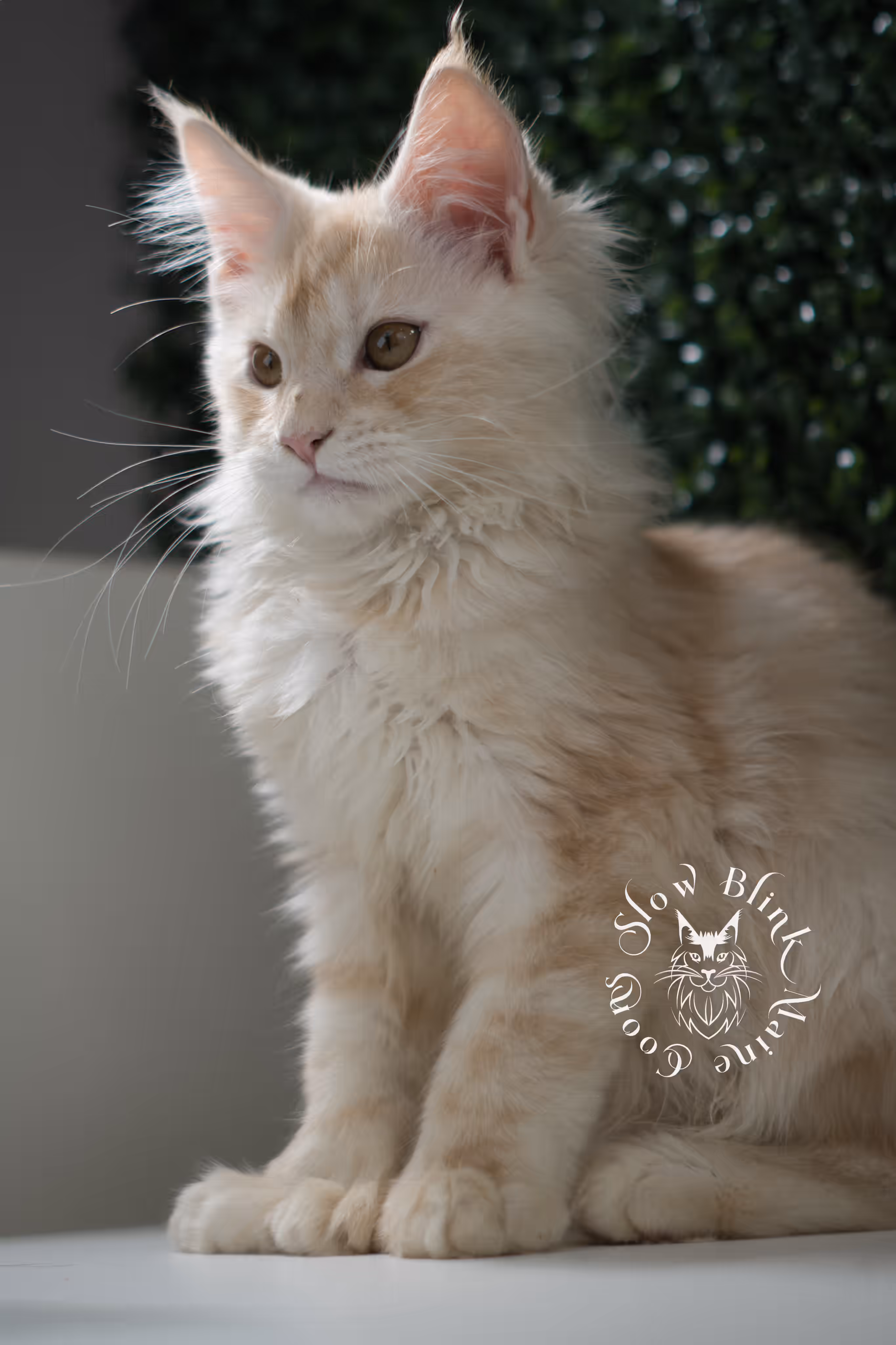 high silver red | maine coon kitten | male | ems code mcp ds 22 | taken may 17 2025 | named william | age 9 weeks old | poly High Silver Red Maine Coon Kittens > high silver red | maine coon kitten | male | ems code mcp ds 22 | taken may 17 2025 | named william | age 9 weeks old | poly | idx 01