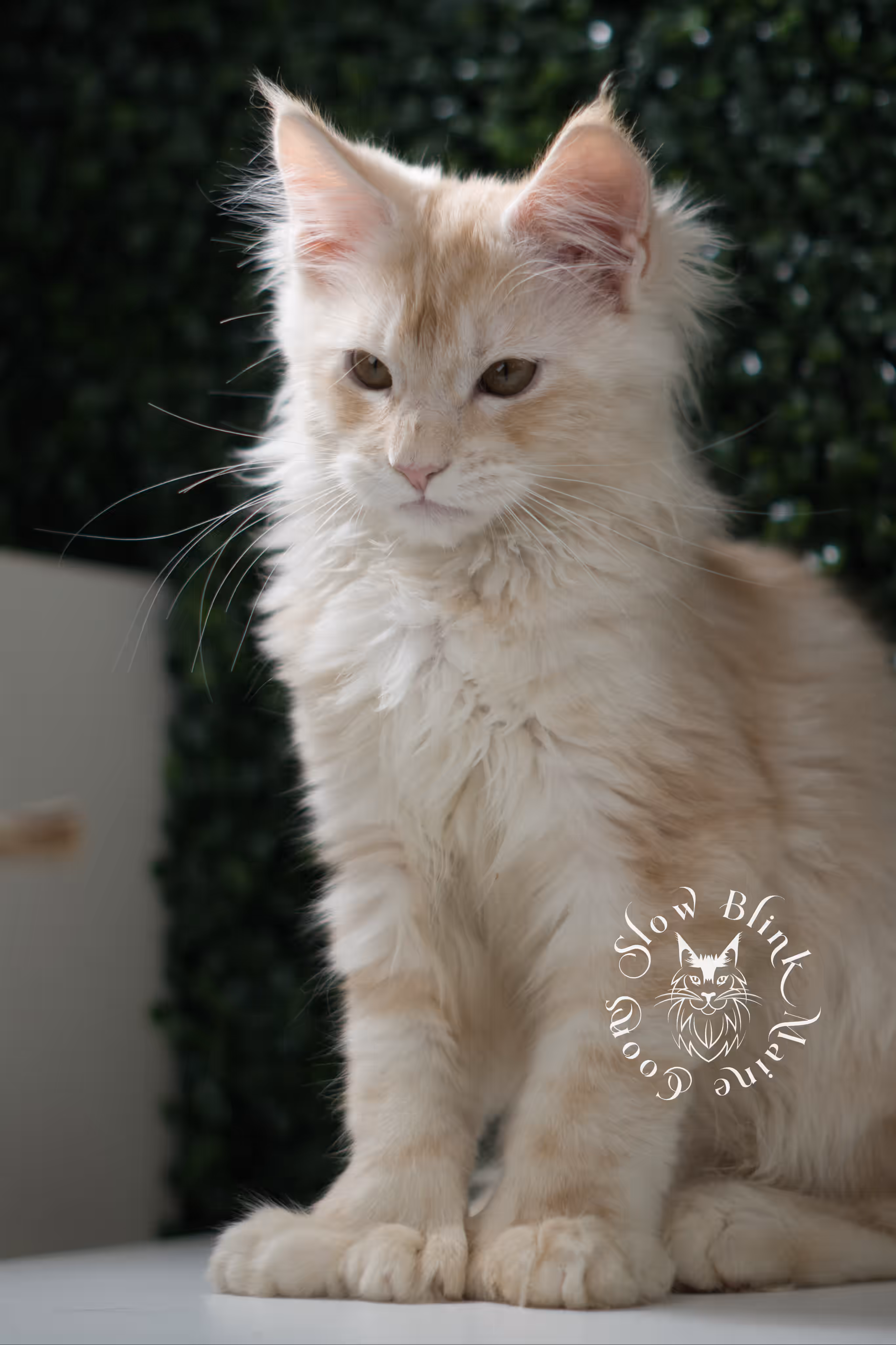 high silver red | maine coon kitten | male | ems code mcp ds 22 | taken may 17 2025 | named william | age 9 weeks old | poly High Silver Red Maine Coon Kittens > high silver red | maine coon kitten | male | ems code mcp ds 22 | taken may 17 2025 | named william | age 9 weeks old | poly | idx 02