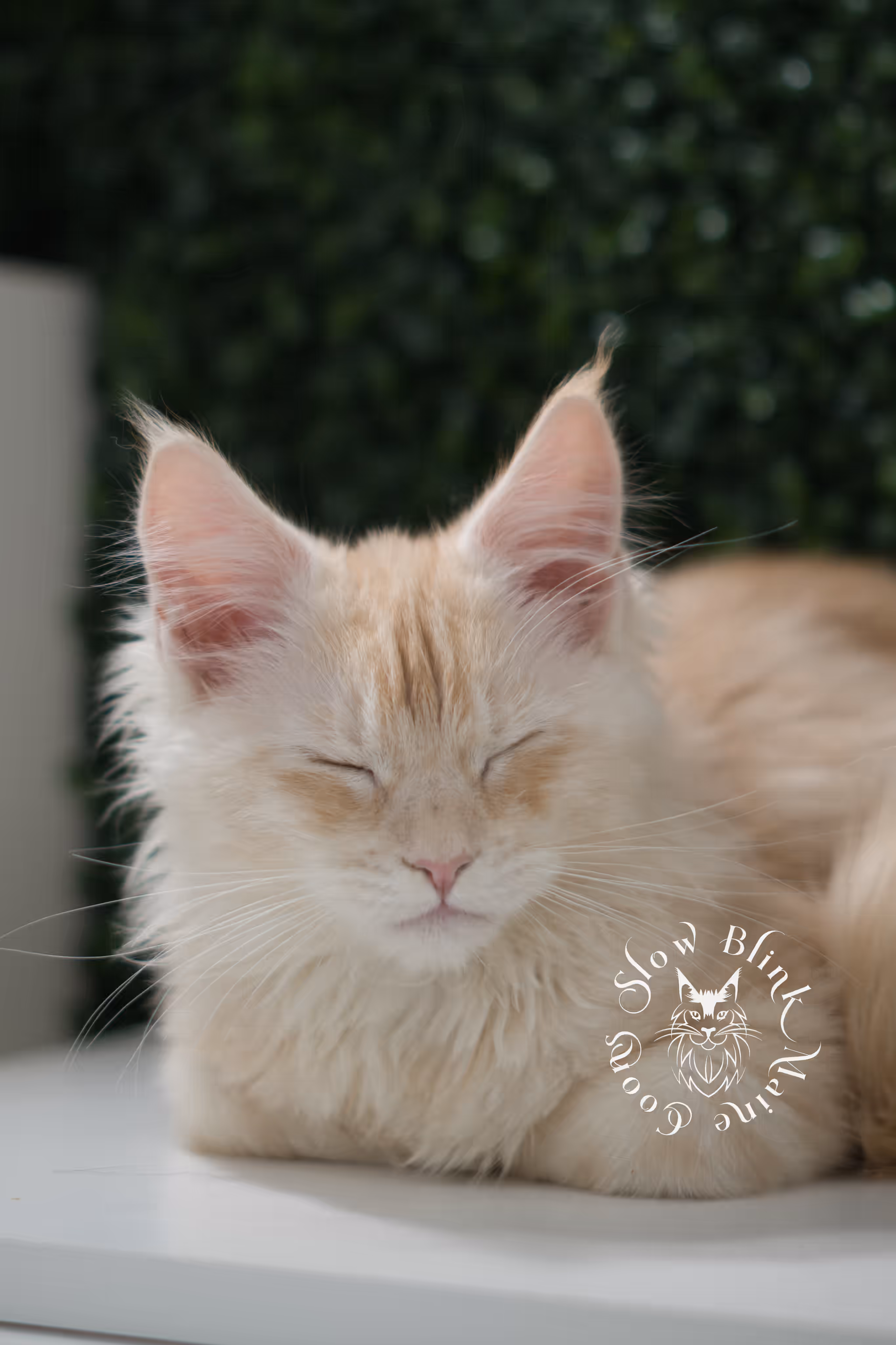 high silver red | maine coon kitten | male | ems code mcp ds 22 | taken may 17 2025 | named william | age 9 weeks old | poly High Silver Red Maine Coon Kittens > high silver red | maine coon kitten | male | ems code mcp ds 22 | taken may 17 2025 | named william | age 9 weeks old | poly | idx 03