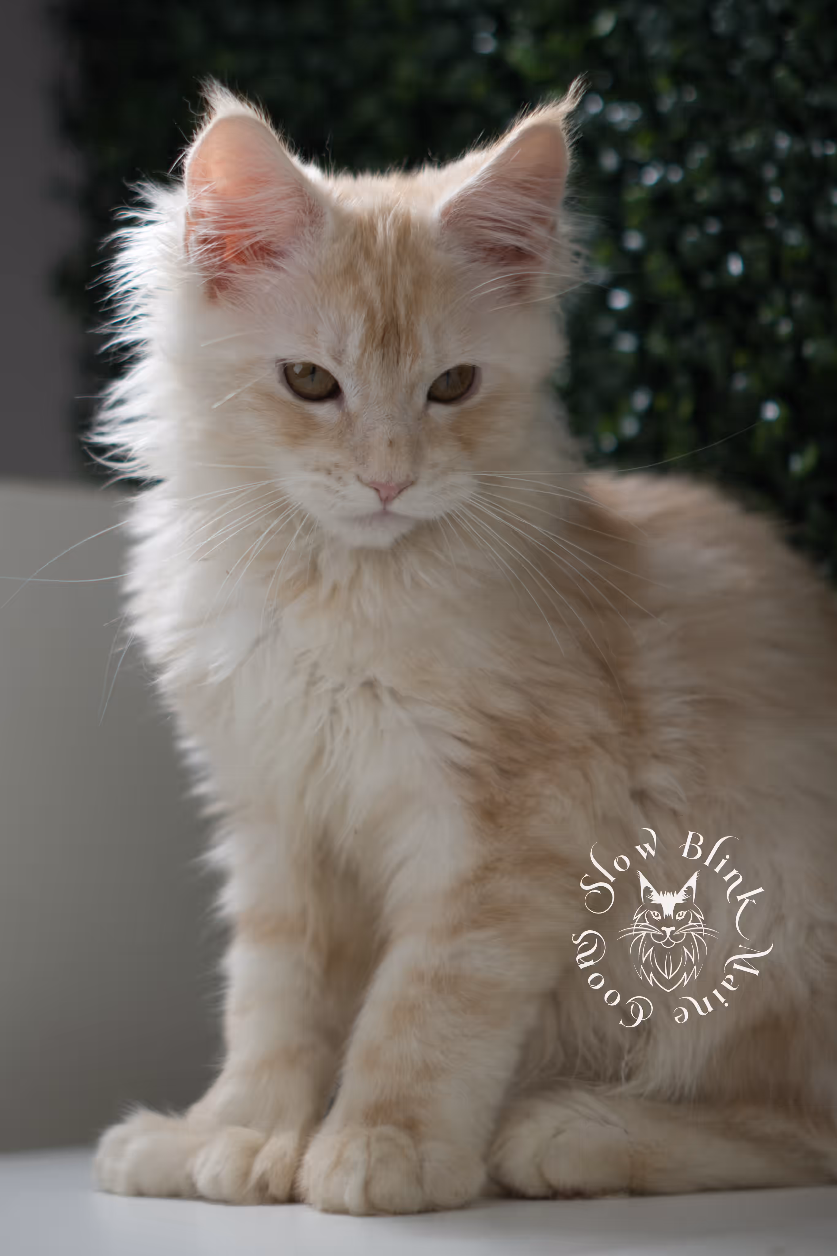 high silver red | maine coon kitten | male | ems code mcp ds 22 | taken may 17 2025 | named william | age 9 weeks old | poly High Silver Red Maine Coon Kittens > high silver red | maine coon kitten | male | ems code mcp ds 22 | taken may 17 2025 | named william | age 9 weeks old | poly | idx 04