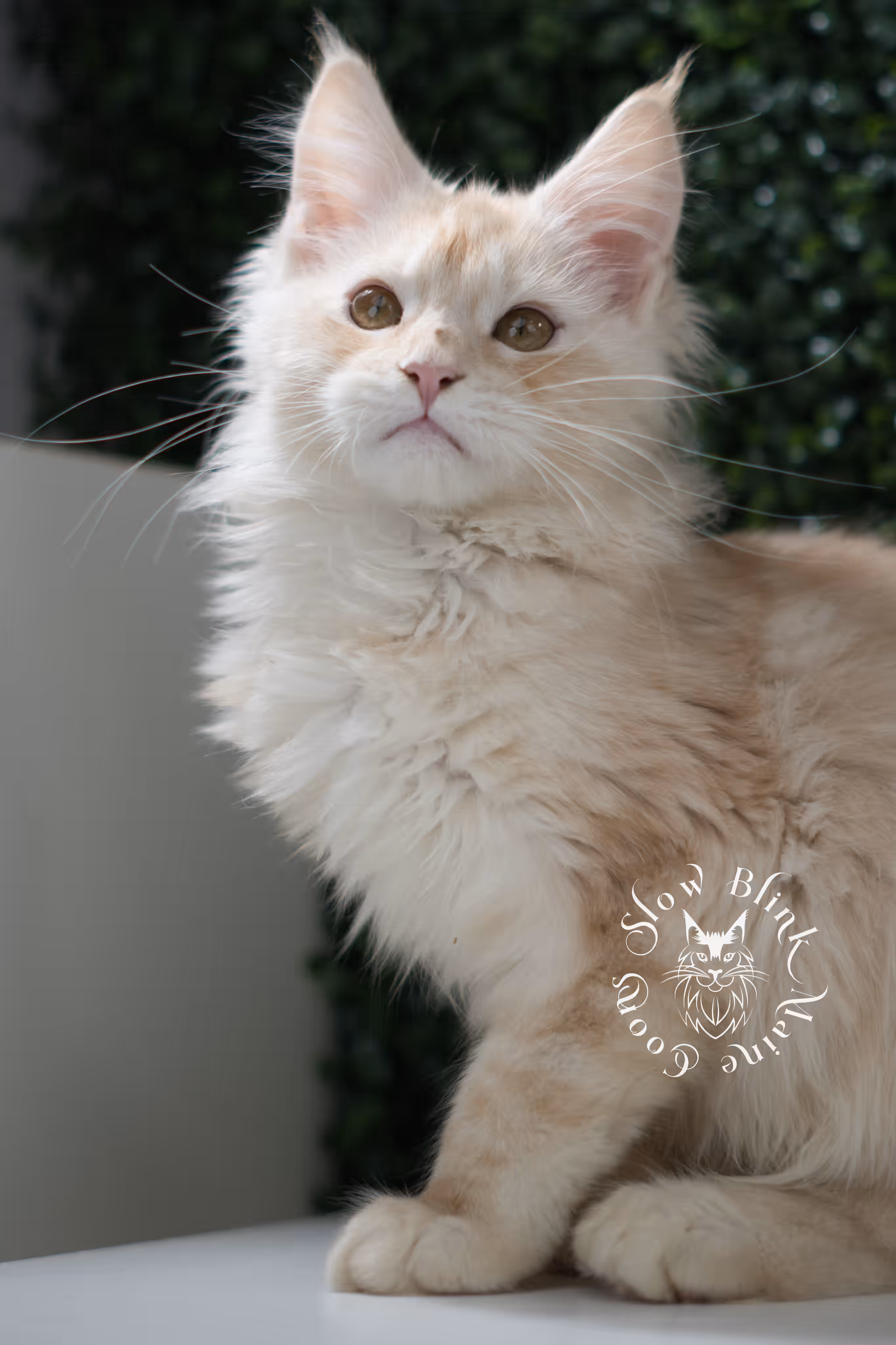 high silver red | maine coon kitten | male | ems code mcp ds 22 | taken may 17 2025 | named william | age 9 weeks old | poly High Silver Red Maine Coon Kittens > high silver red | maine coon kitten | male | ems code mcp ds 22 | taken may 17 2025 | named william | age 9 weeks old | poly | idx 05