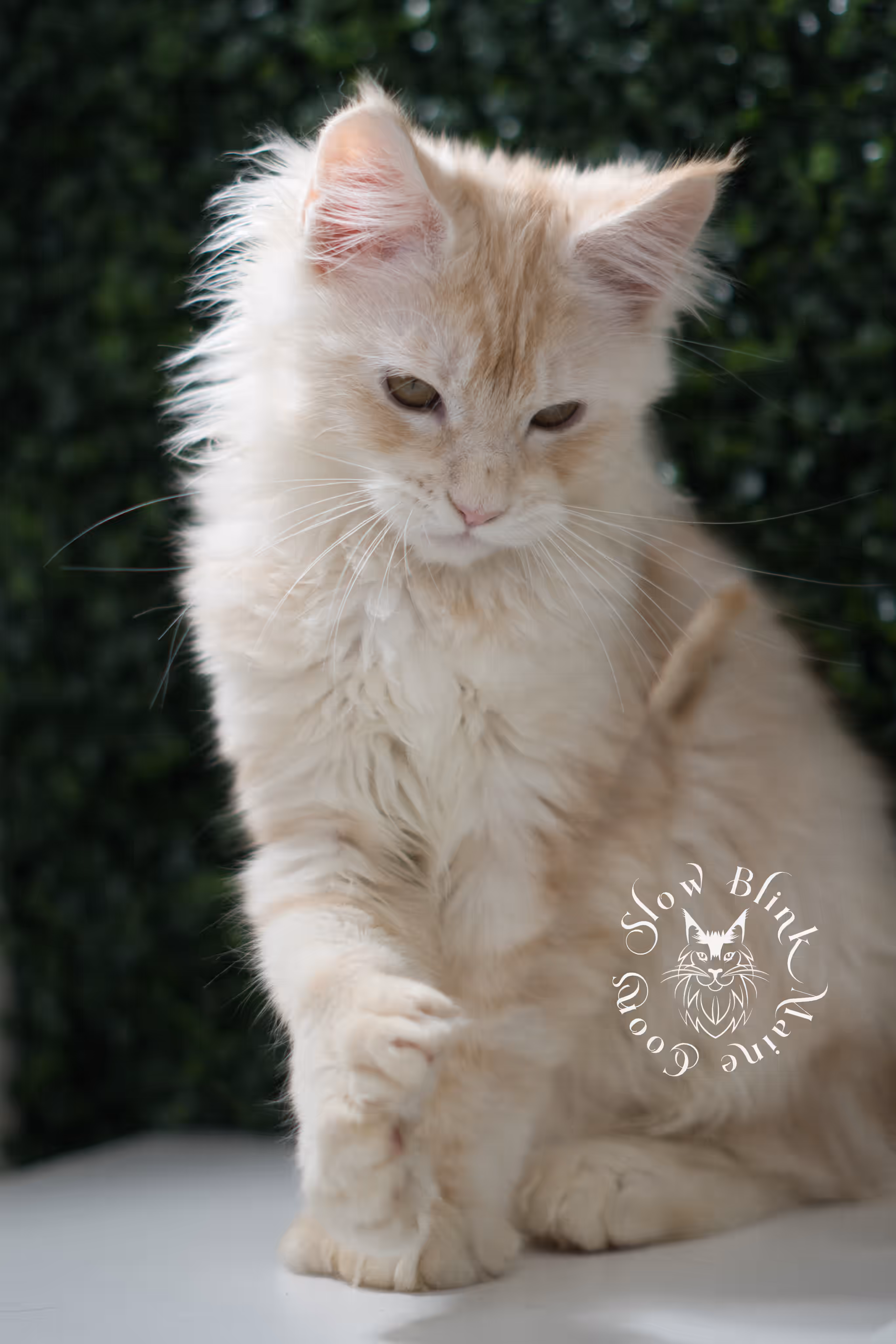 high silver red | maine coon kitten | male | ems code mcp ds 22 | taken may 17 2025 | named william | age 9 weeks old | poly High Silver Red Maine Coon Kittens > high silver red | maine coon kitten | male | ems code mcp ds 22 | taken may 17 2025 | named william | age 9 weeks old | poly | idx 06