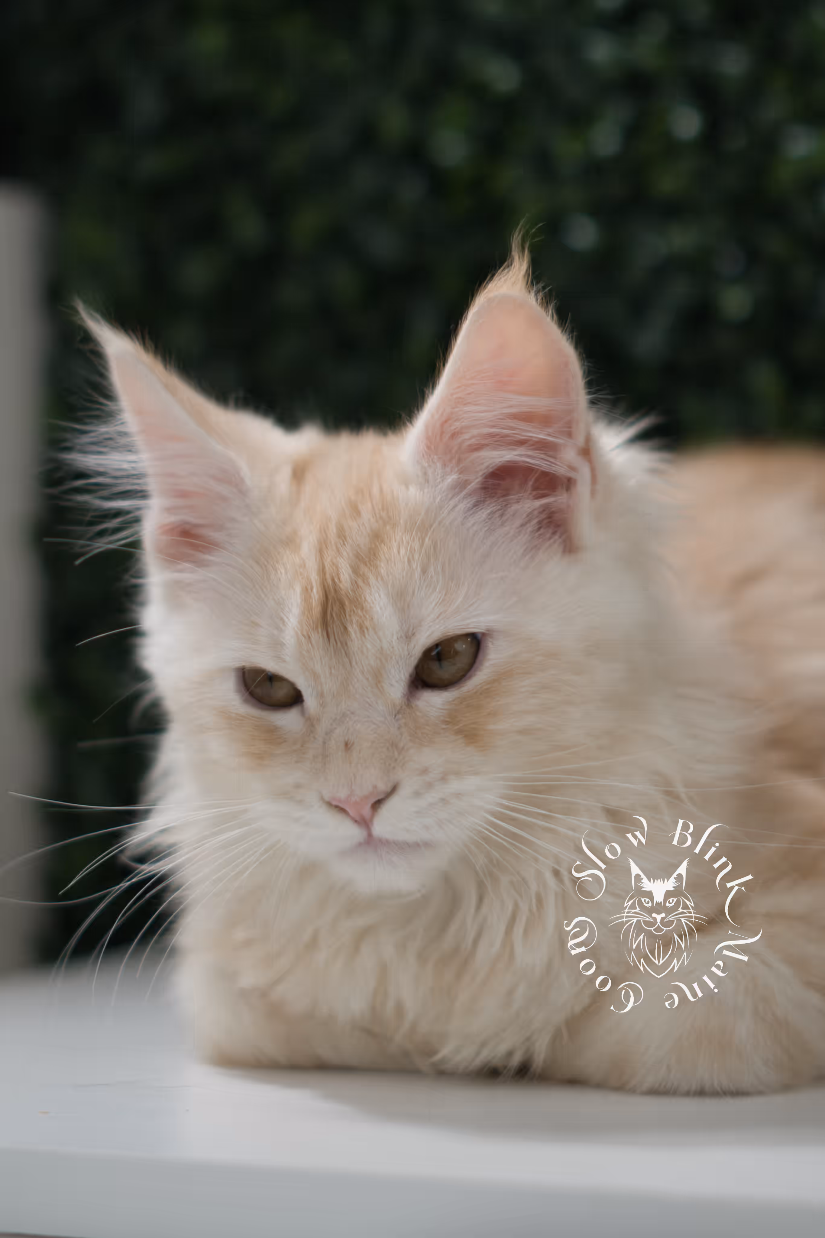 high silver red | maine coon kitten | male | ems code mcp ds 22 | taken may 17 2025 | named william | age 9 weeks old | poly High Silver Red Maine Coon Kittens > high silver red | maine coon kitten | male | ems code mcp ds 22 | taken may 17 2025 | named william | age 9 weeks old | poly | idx 07