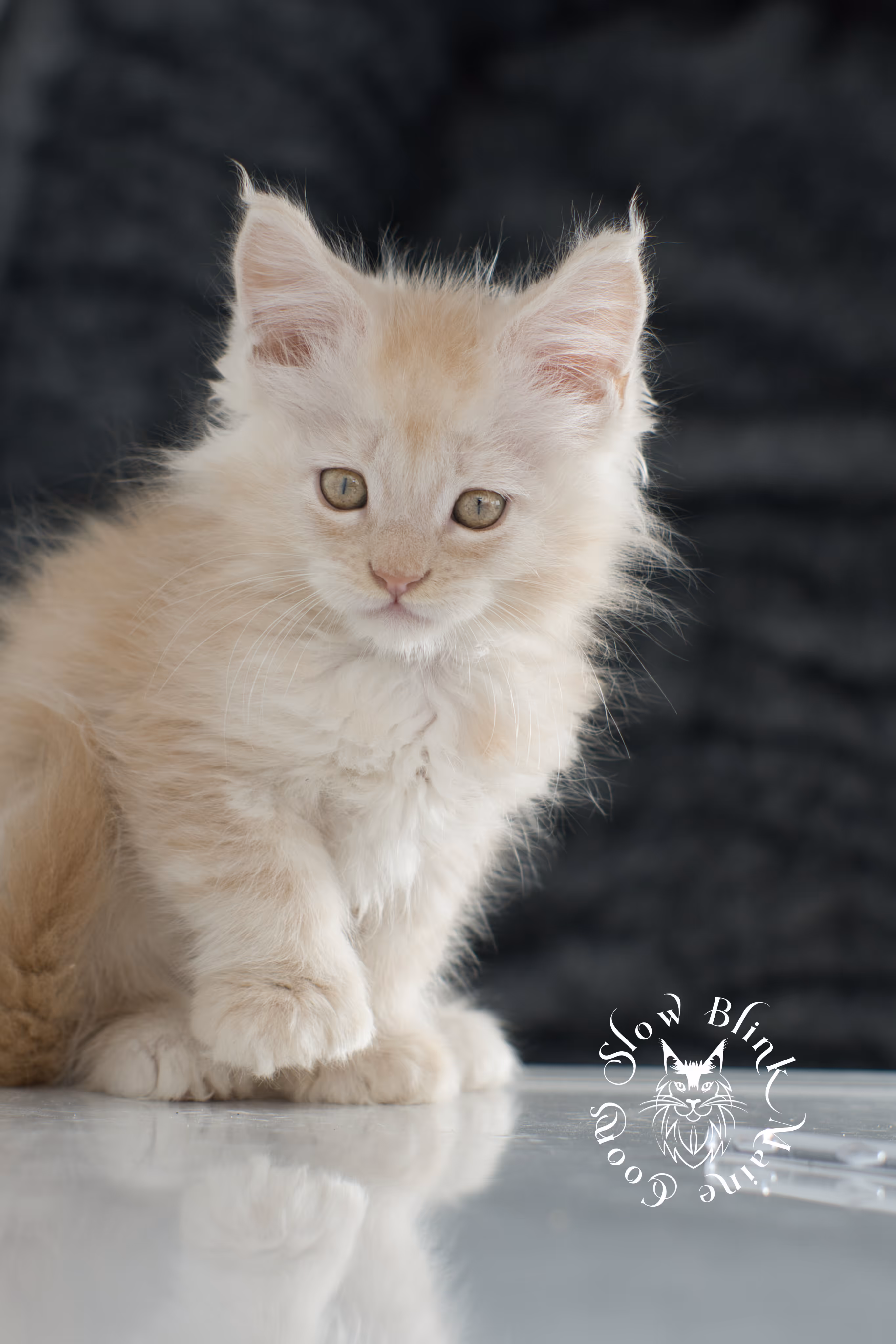 high silver red maine coon kitten | slowblinkmainecoons | taken november 2024 | ems code ds 22 High Silver Red Maine Coon Kittens > high silver red maine coon kitten | slowblinkmainecoons | taken november 2024 | ems code ds 22 | idx 1