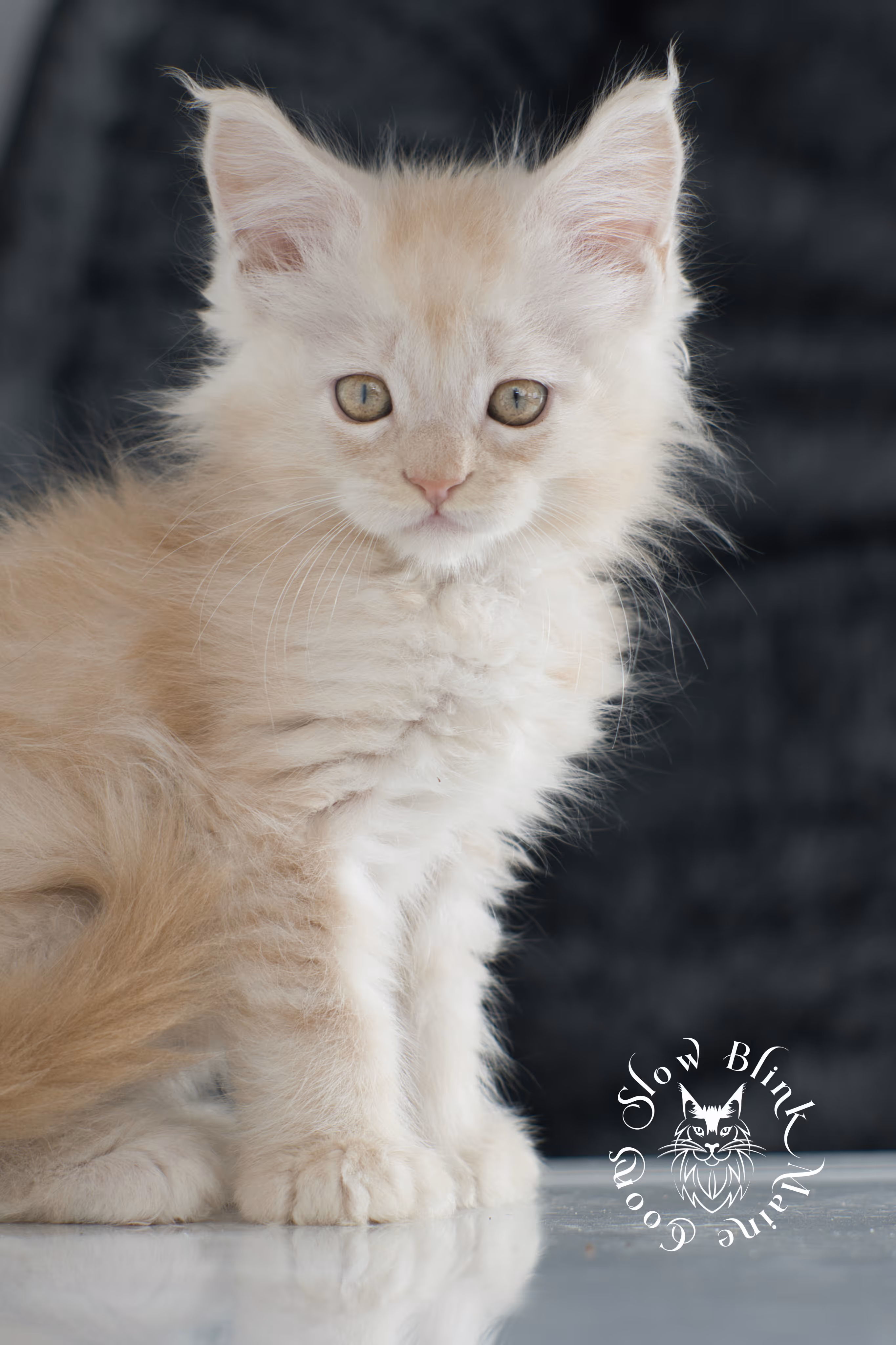 high silver red maine coon kitten | slowblinkmainecoons | taken november 2024 | ems code ds 22 High Silver Red Maine Coon Kittens > high silver red maine coon kitten | slowblinkmainecoons | taken november 2024 | ems code ds 22 | idx 10