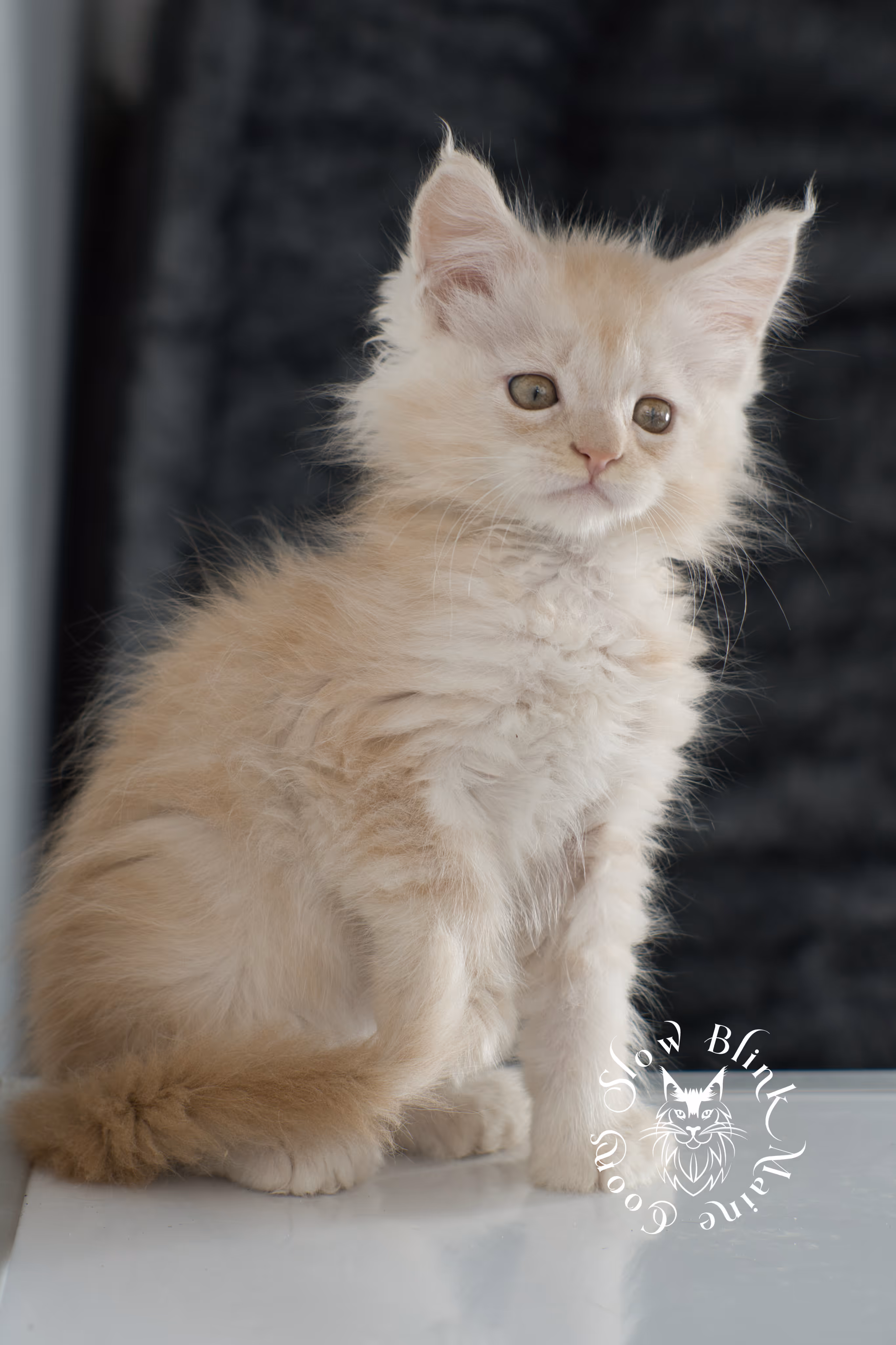 high silver red maine coon kitten | slowblinkmainecoons | taken november 2024 | ems code ds 22 High Silver Red Maine Coon Kittens > high silver red maine coon kitten | slowblinkmainecoons | taken november 2024 | ems code ds 22 | idx 2