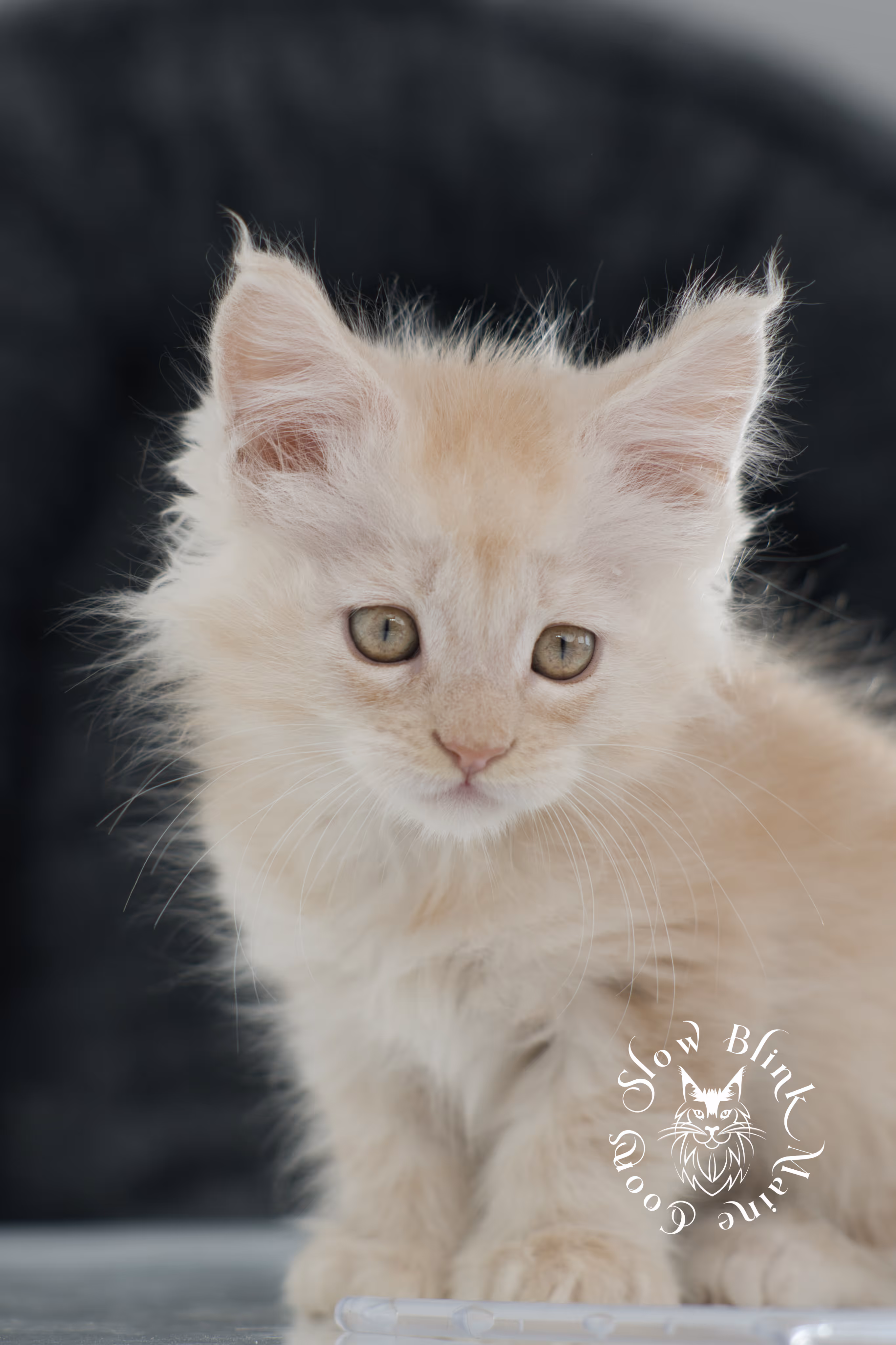 high silver red maine coon kitten | slowblinkmainecoons | taken november 2024 | ems code ds 22 High Silver Red Maine Coon Kittens > high silver red maine coon kitten | slowblinkmainecoons | taken november 2024 | ems code ds 22 | idx 3