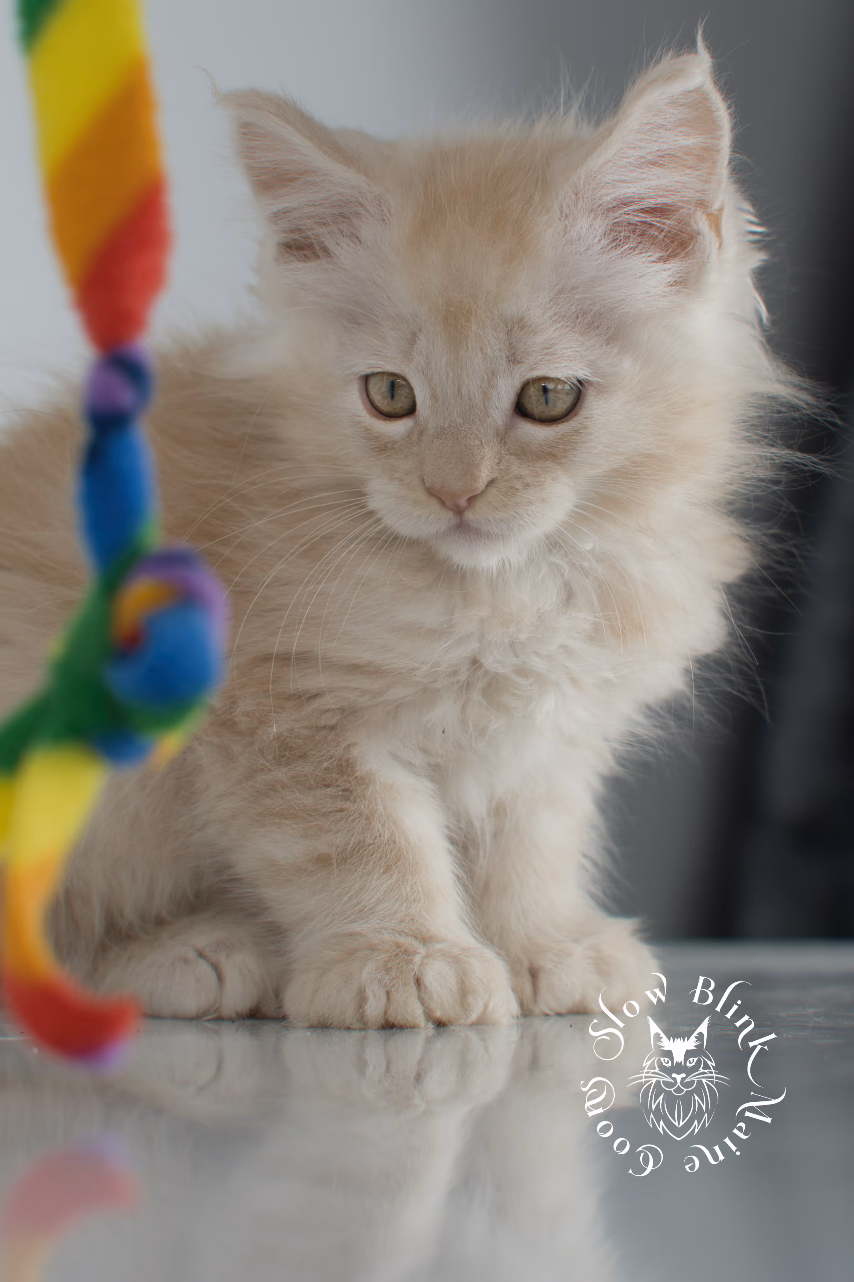 high silver red maine coon kitten | slowblinkmainecoons | taken november 2024 | ems code ds 22 High Silver Red Maine Coon Kittens > high silver red maine coon kitten | slowblinkmainecoons | taken november 2024 | ems code ds 22 | idx 4