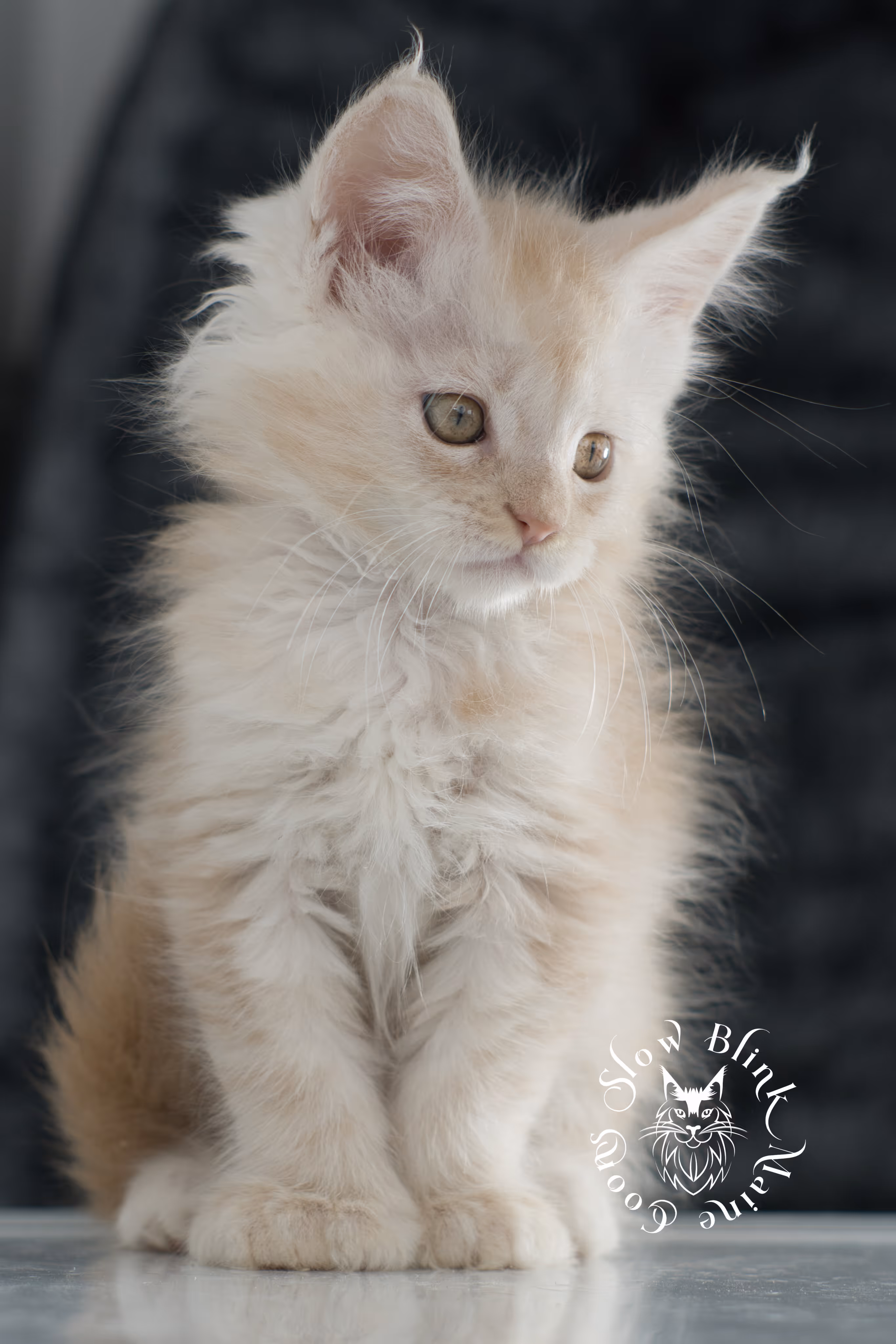 high silver red maine coon kitten | slowblinkmainecoons | taken november 2024 | ems code ds 22 High Silver Red Maine Coon Kittens > high silver red maine coon kitten | slowblinkmainecoons | taken november 2024 | ems code ds 22 | idx 5