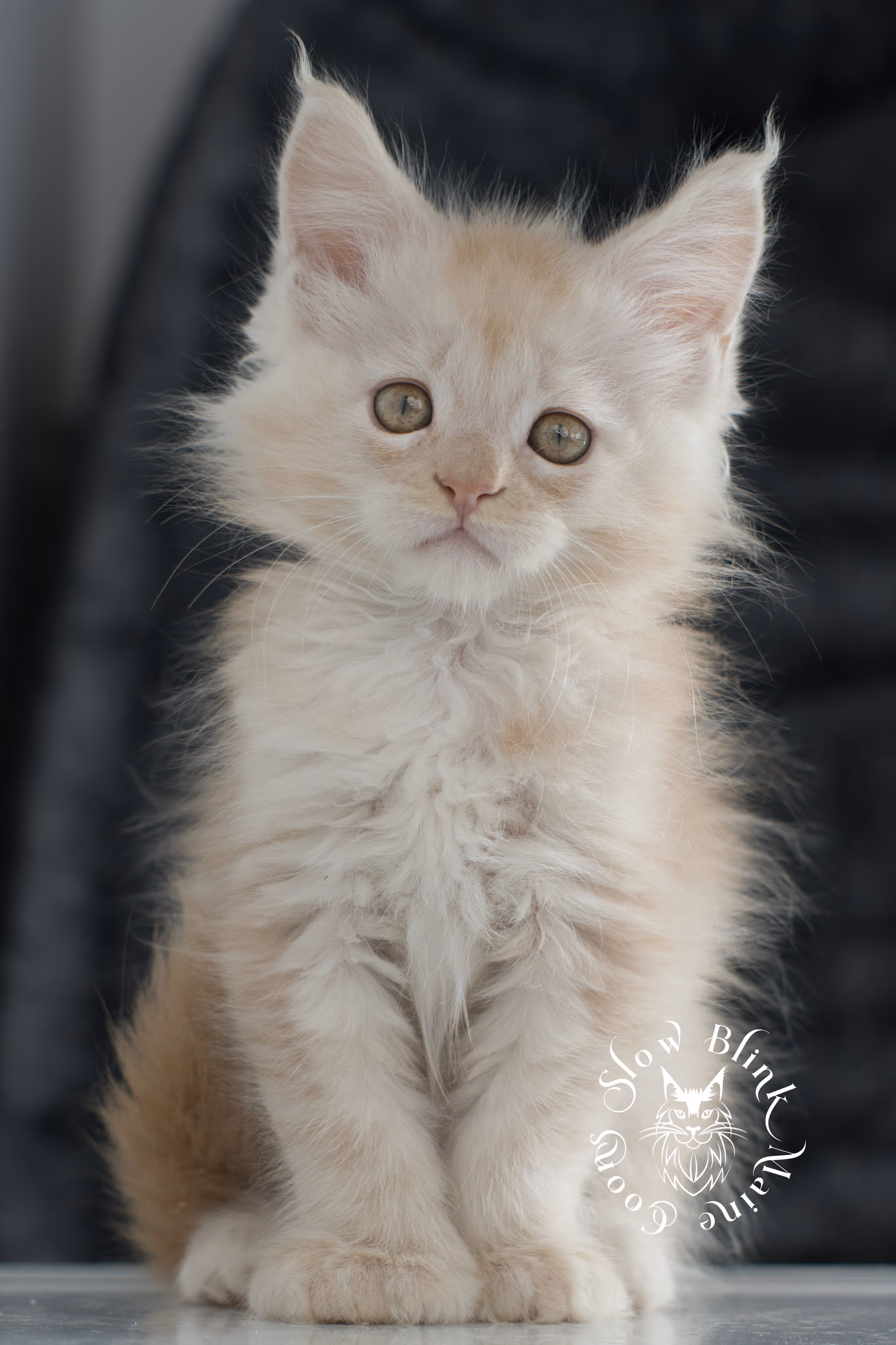 high silver red maine coon kitten | slowblinkmainecoons | taken november 2024 | ems code ds 22 High Silver Red Maine Coon Kittens > high silver red maine coon kitten | slowblinkmainecoons | taken november 2024 | ems code ds 22 | idx 7