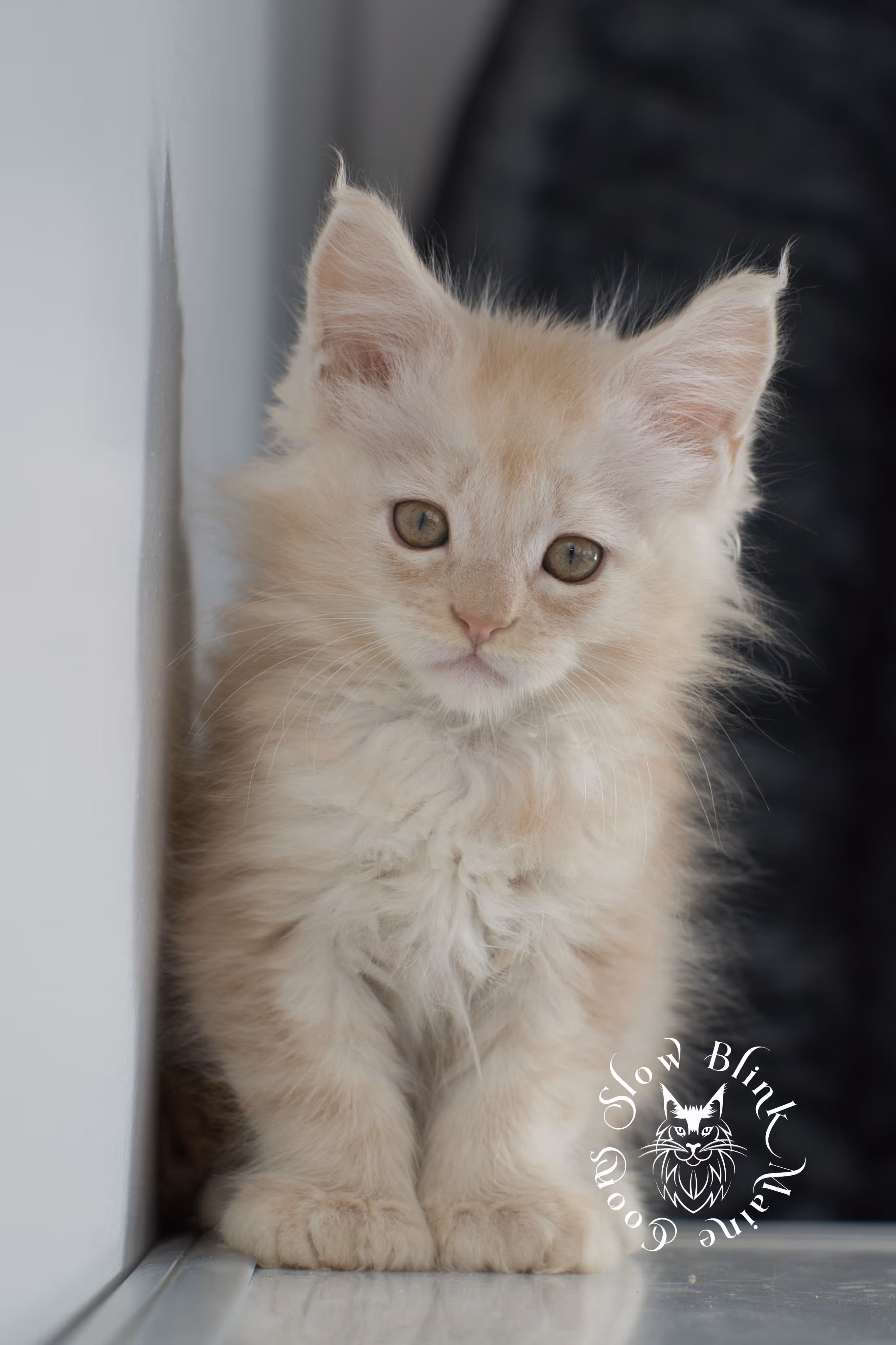 high silver red maine coon kitten | slowblinkmainecoons | taken november 2024 | ems code ds 22 High Silver Red Maine Coon Kittens > high silver red maine coon kitten | slowblinkmainecoons | taken november 2024 | ems code ds 22 | idx 8