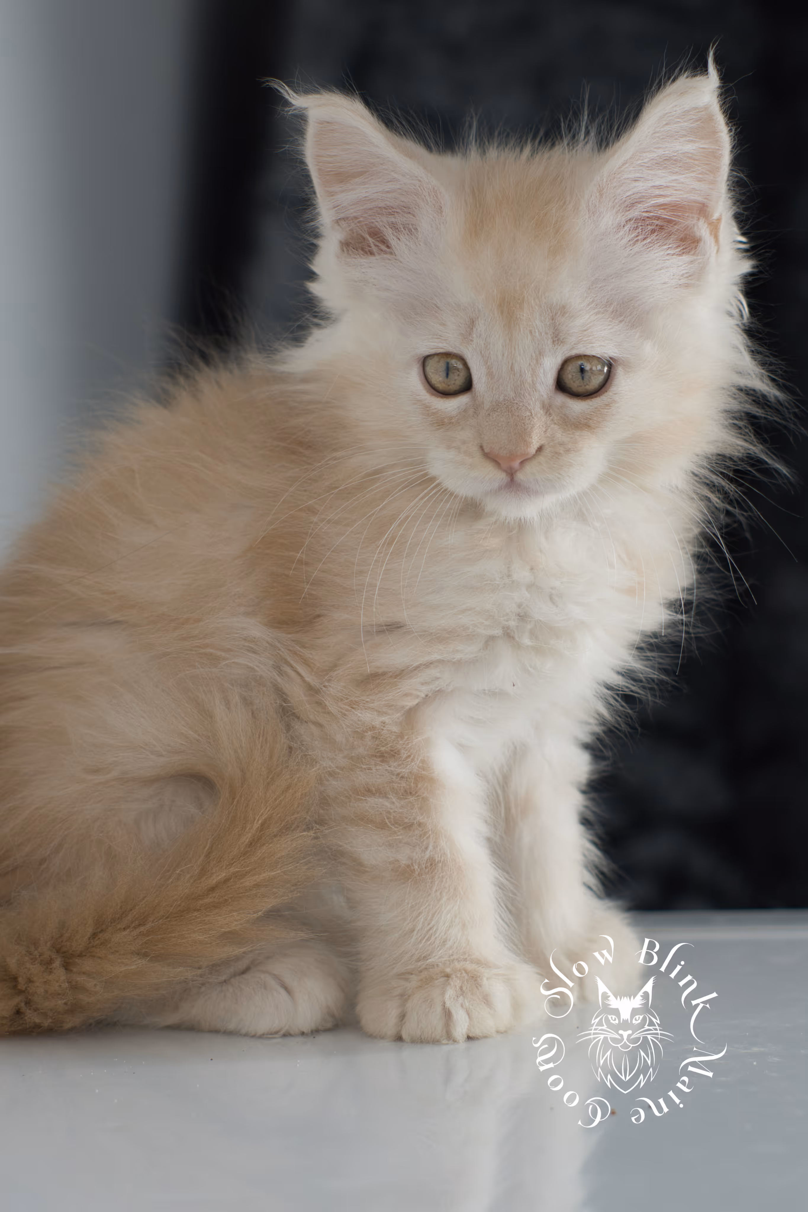 high silver red maine coon kitten | slowblinkmainecoons | taken november 2024 | ems code ds 22 High Silver Red Maine Coon Kittens > high silver red maine coon kitten | slowblinkmainecoons | taken november 2024 | ems code ds 22 | idx 9