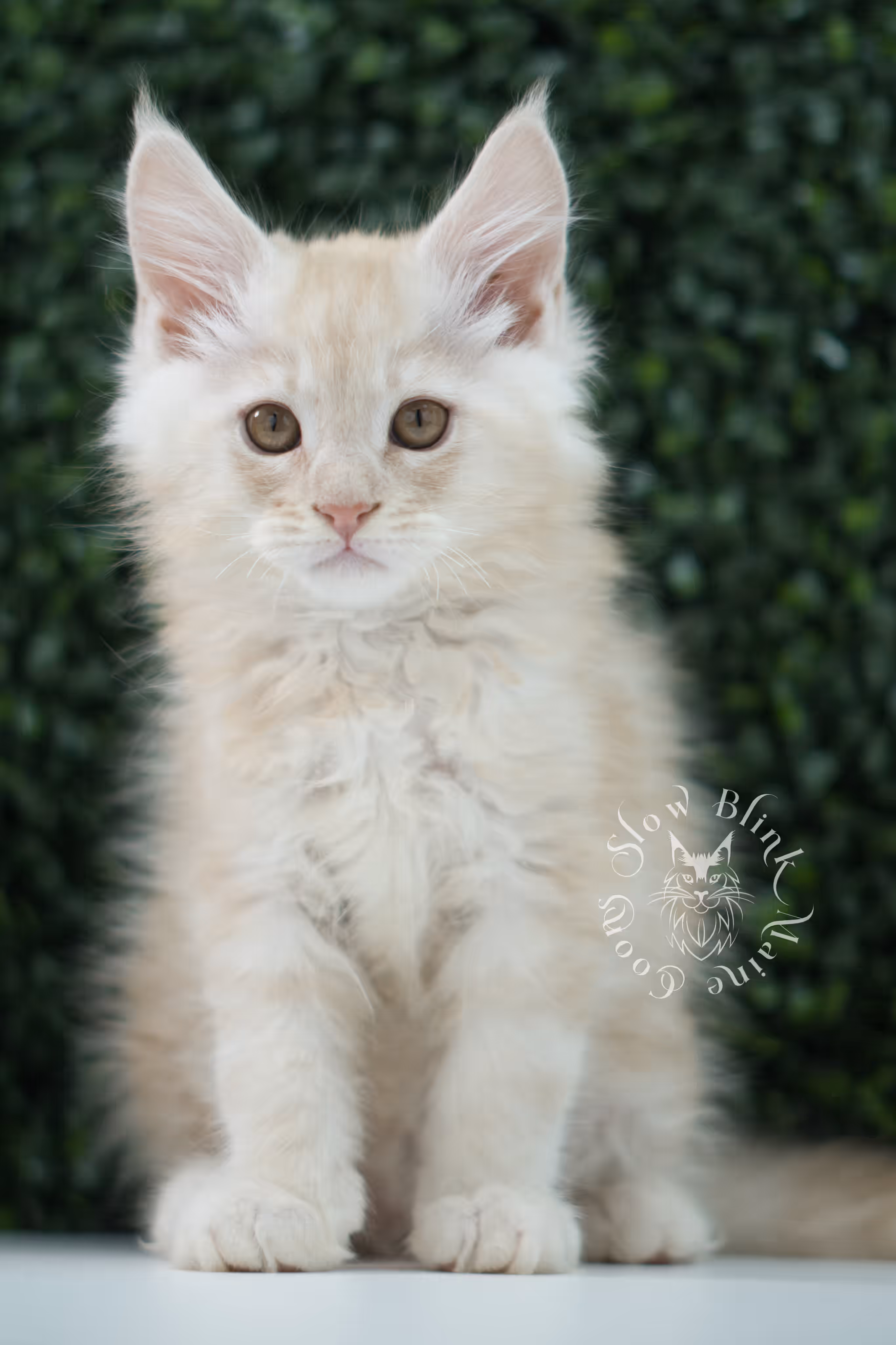 high silver red maine coon kitten ems code mco es age 10 weeks old SlowBlink Maine Coons Photo > high silver red maine coon kitten ems code mco es age 10 weeks old