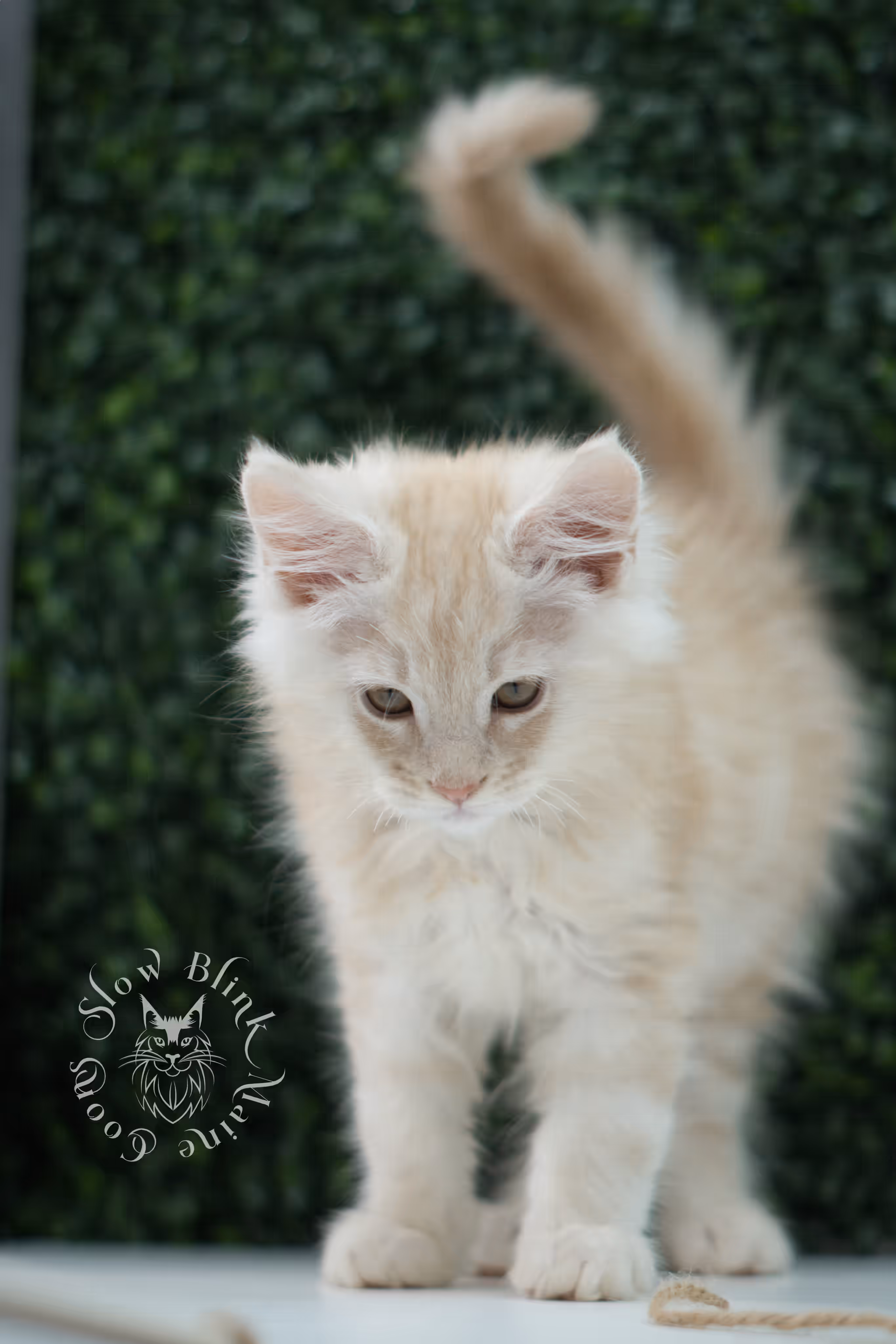 high silver red maine coon kitten ems code mco es age 10 weeks old SlowBlink Maine Coons Photo > high silver red maine coon kitten ems code mco es age 10 weeks old