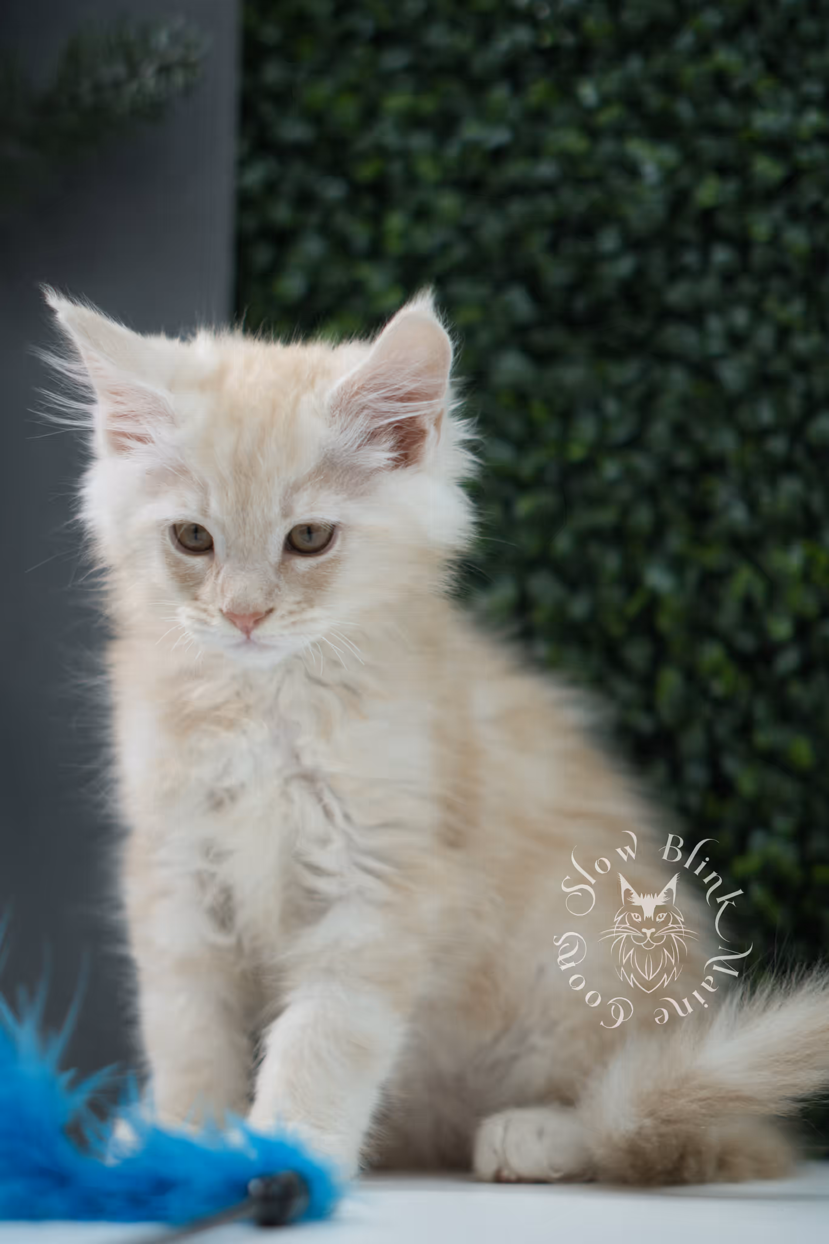 high silver red maine coon kitten ems code mco es age 10 weeks old SlowBlink Maine Coons Photo > high silver red maine coon kitten ems code mco es age 10 weeks old