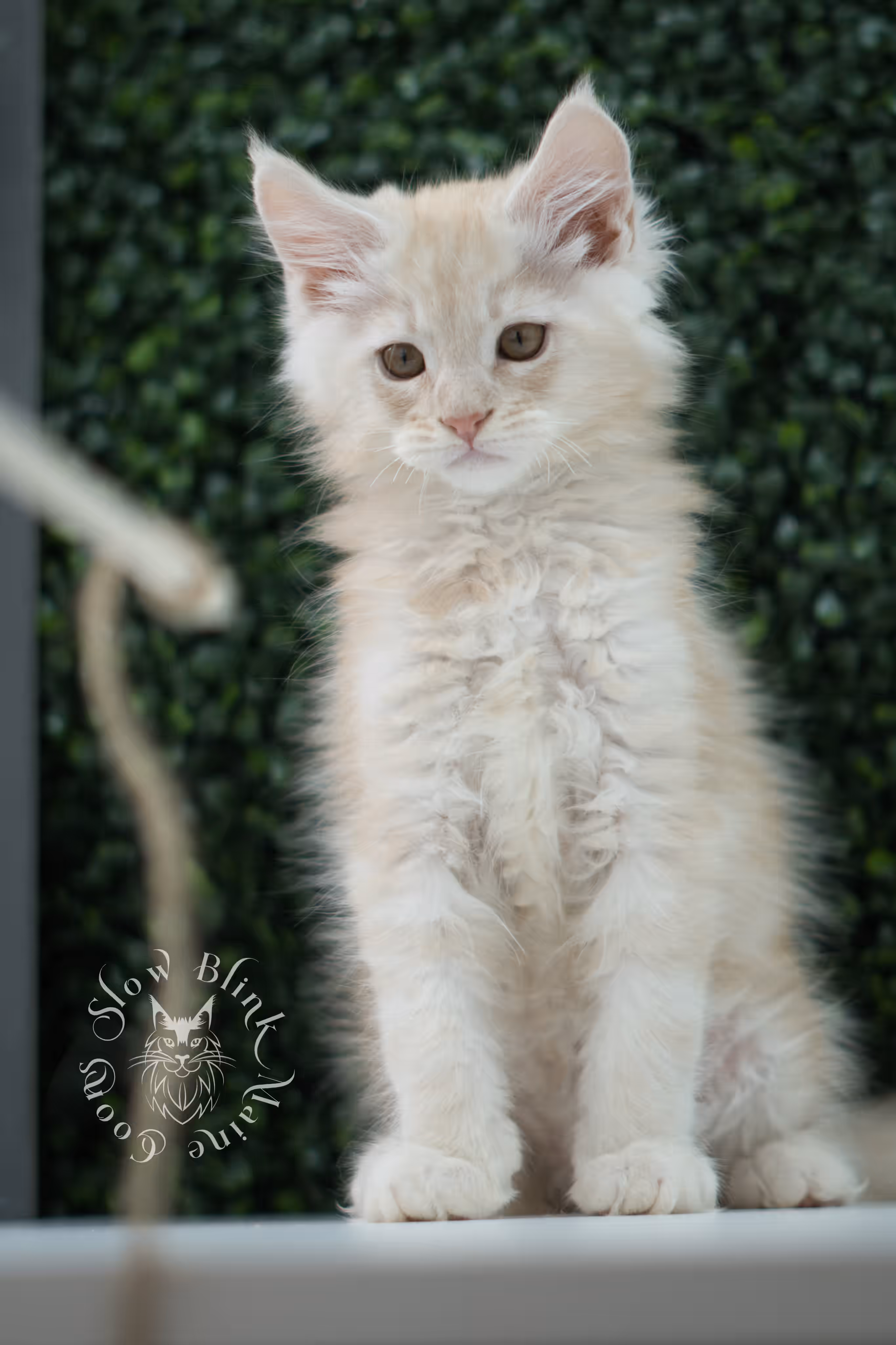 high silver red maine coon kitten ems code mco es age 10 weeks old SlowBlink Maine Coons Photo > high silver red maine coon kitten ems code mco es age 10 weeks old