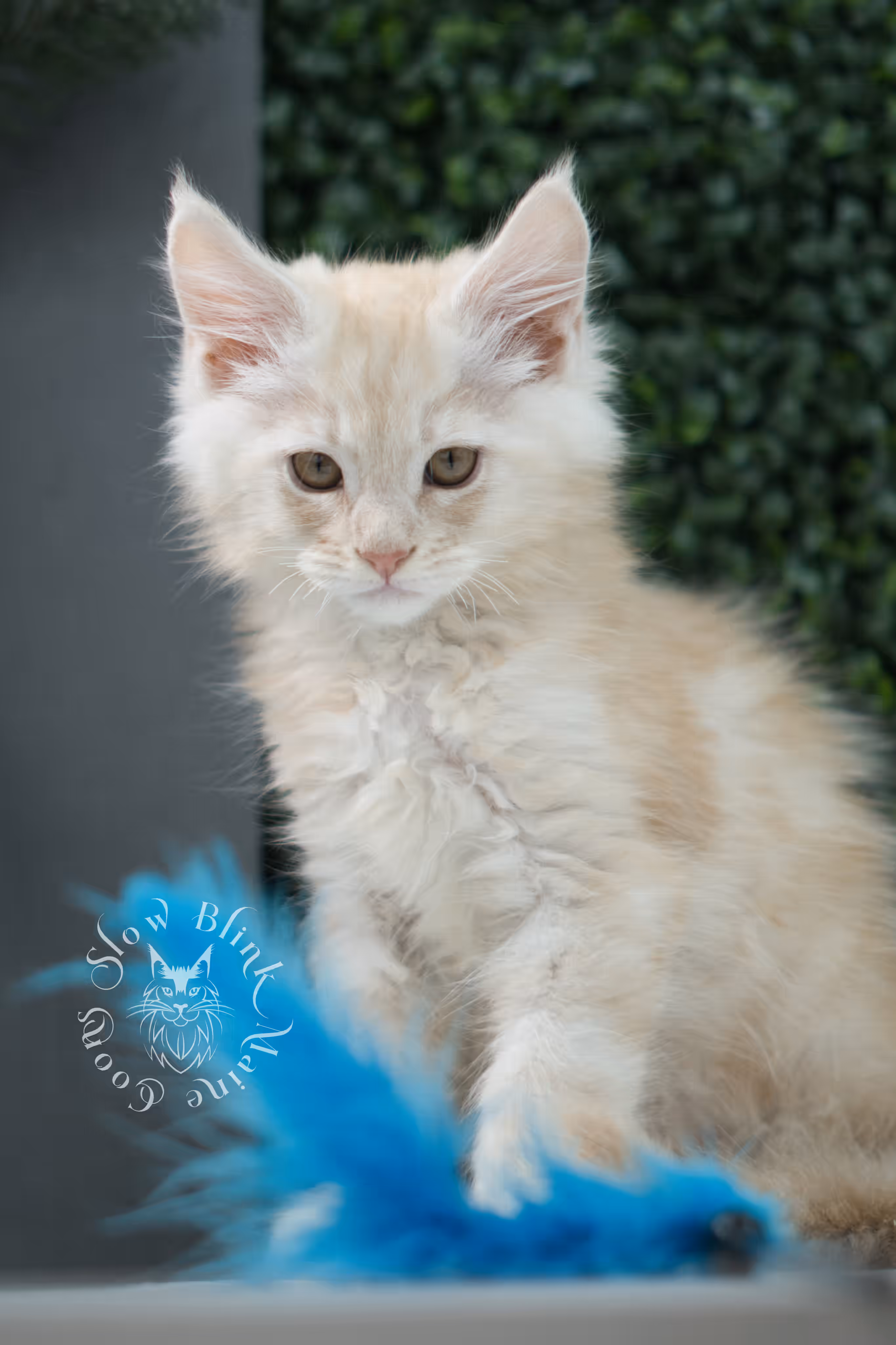 high silver red maine coon kitten ems code mco es age 10 weeks old SlowBlink Maine Coons Photo > high silver red maine coon kitten ems code mco es age 10 weeks old