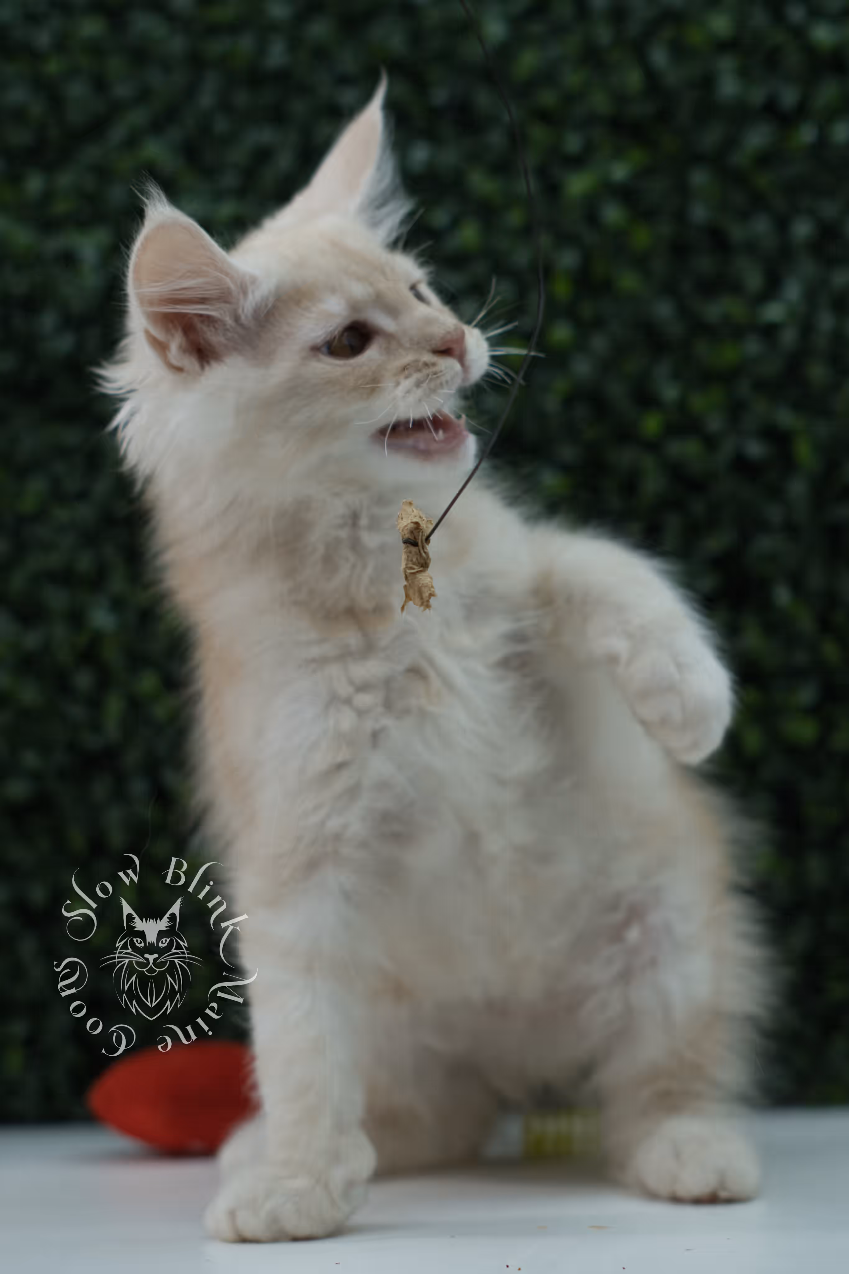 high silver red maine coon kitten ems code mco es age 12 weeks old SlowBlink Maine Coons Photo > high silver red maine coon kitten ems code mco es age 12 weeks old