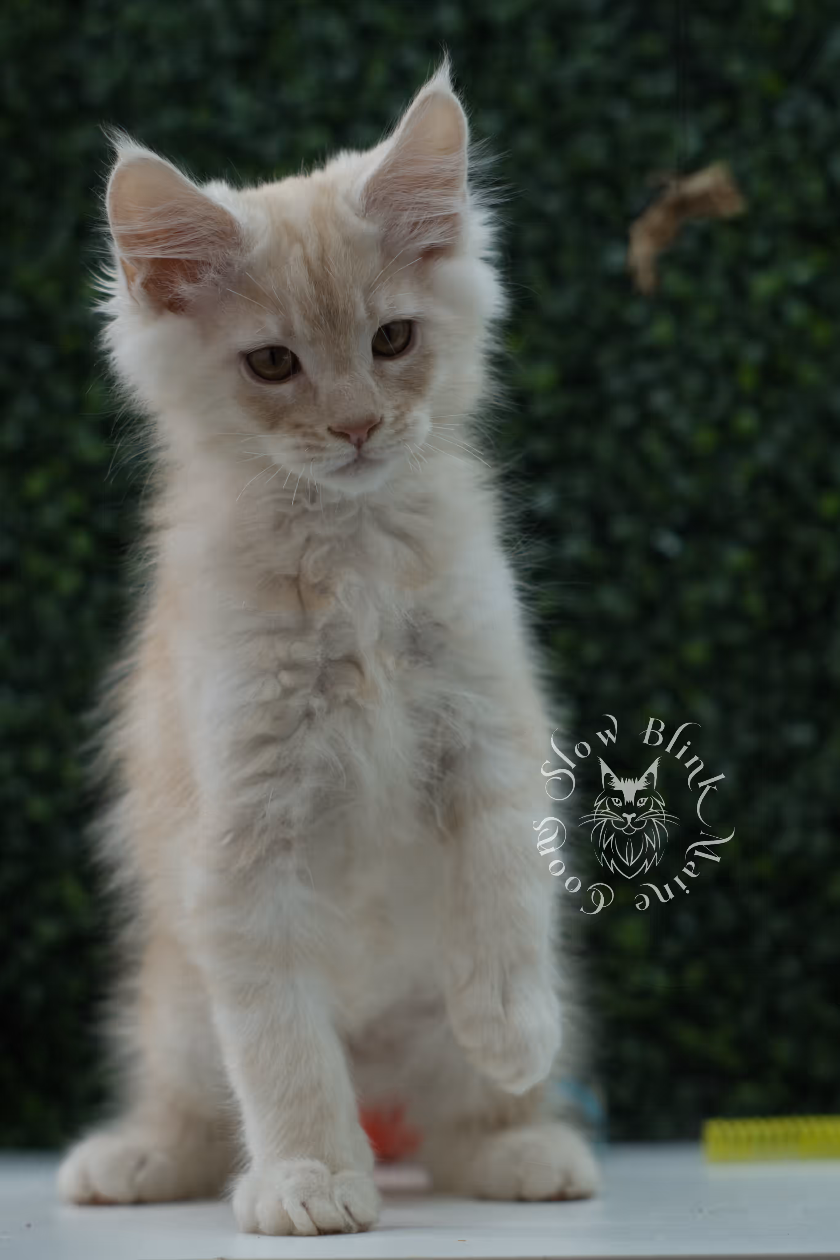 high silver red maine coon kitten ems code mco es age 12 weeks old SlowBlink Maine Coons Photo > high silver red maine coon kitten ems code mco es age 12 weeks old