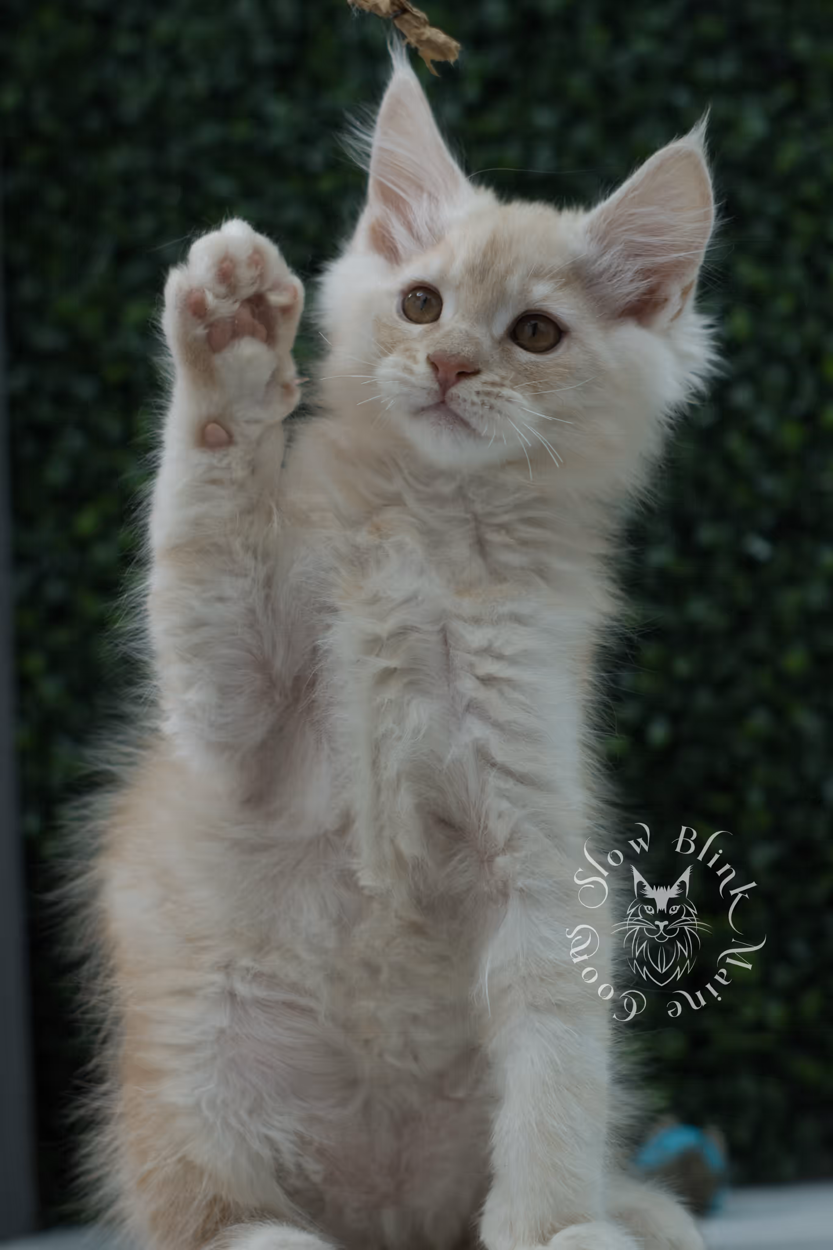 high silver red maine coon kitten ems code mco es age 12 weeks old SlowBlink Maine Coons Photo > high silver red maine coon kitten ems code mco es age 12 weeks old