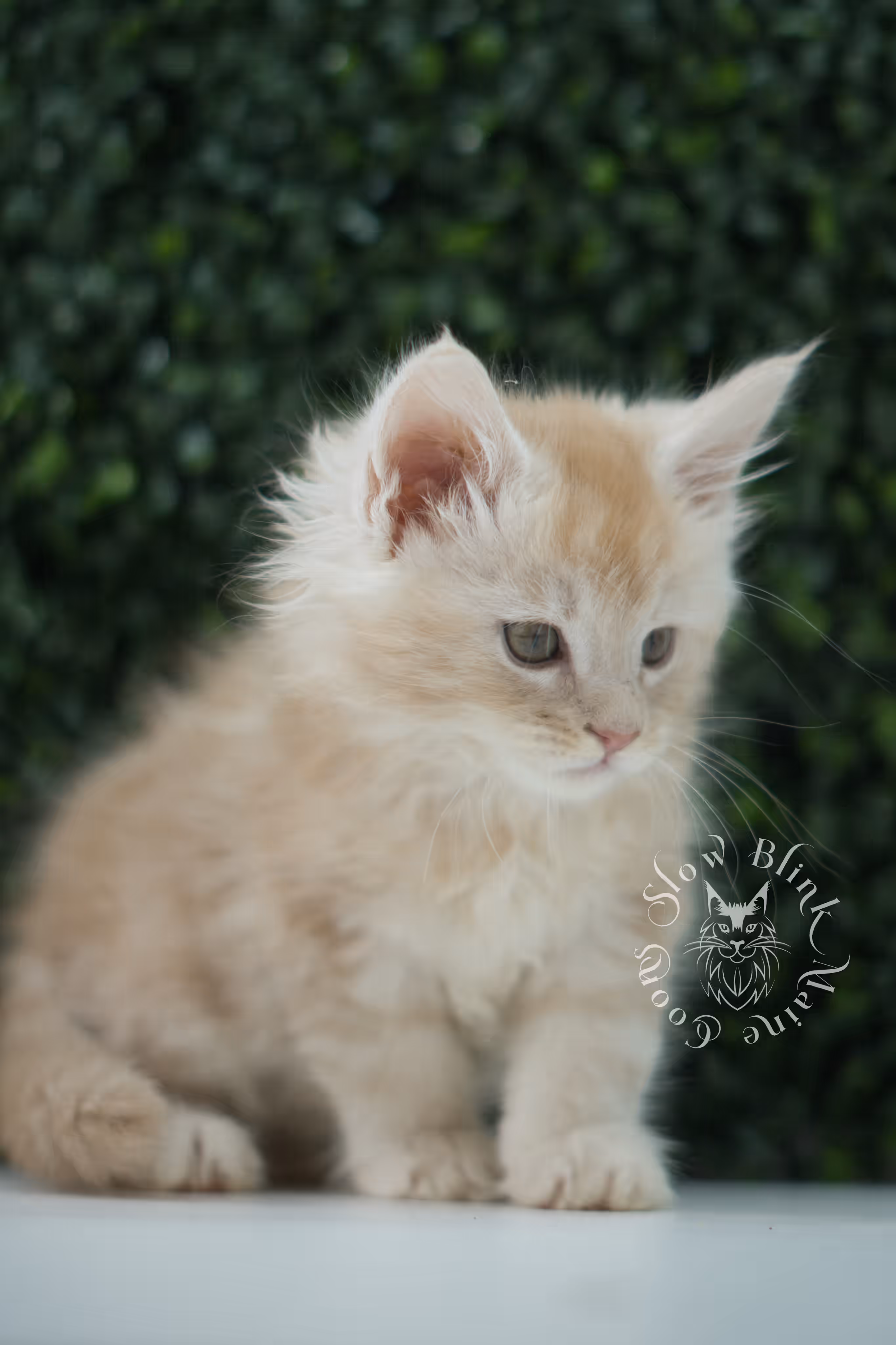 high silver red maine coon kitten ems code mco es age 6 weeks old SlowBlink Maine Coons Photo > high silver red maine coon kitten ems code mco es age 6 weeks old