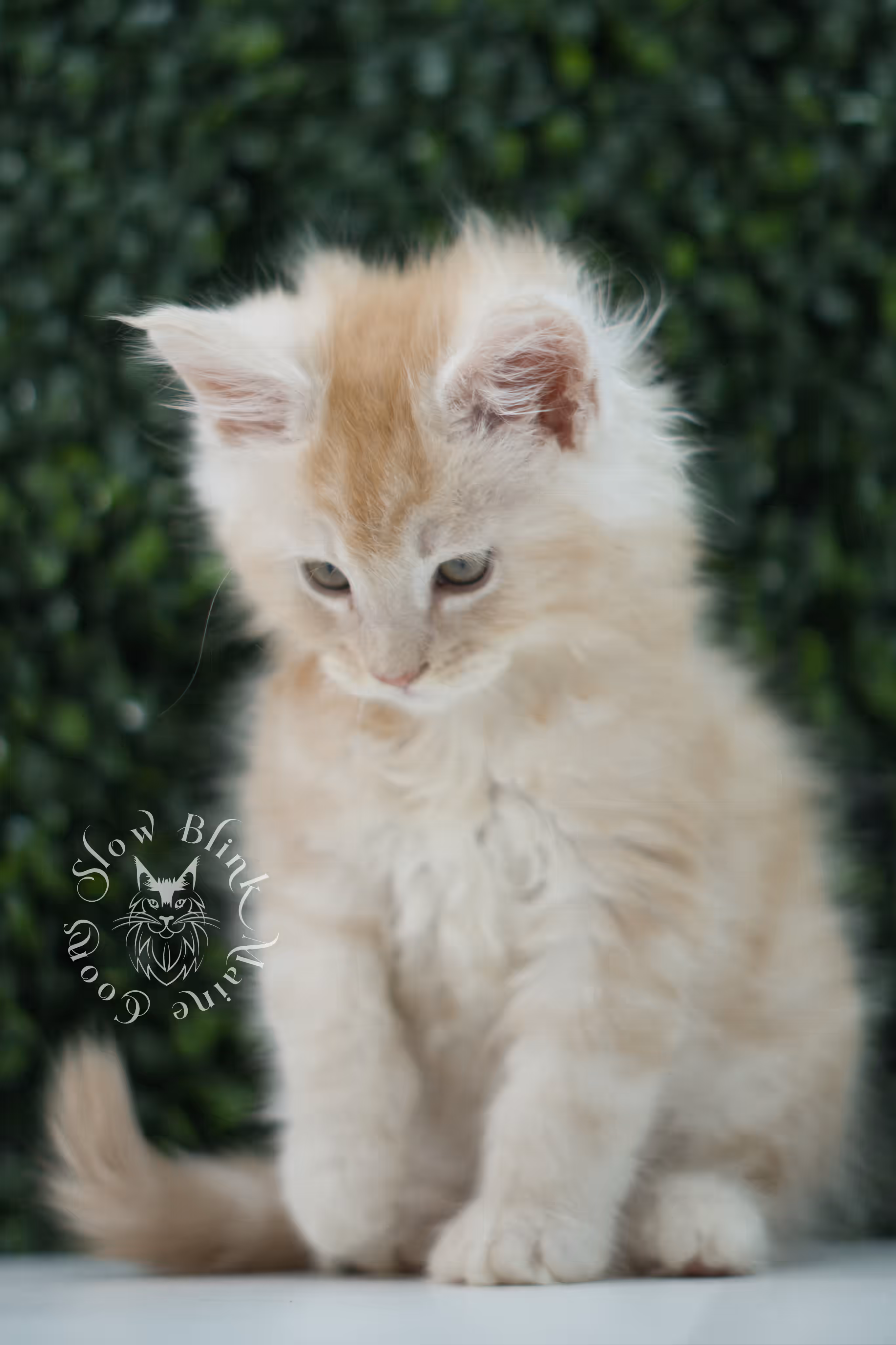 high silver red maine coon kitten ems code mco es age 6 weeks old SlowBlink Maine Coons Photo > high silver red maine coon kitten ems code mco es age 6 weeks old