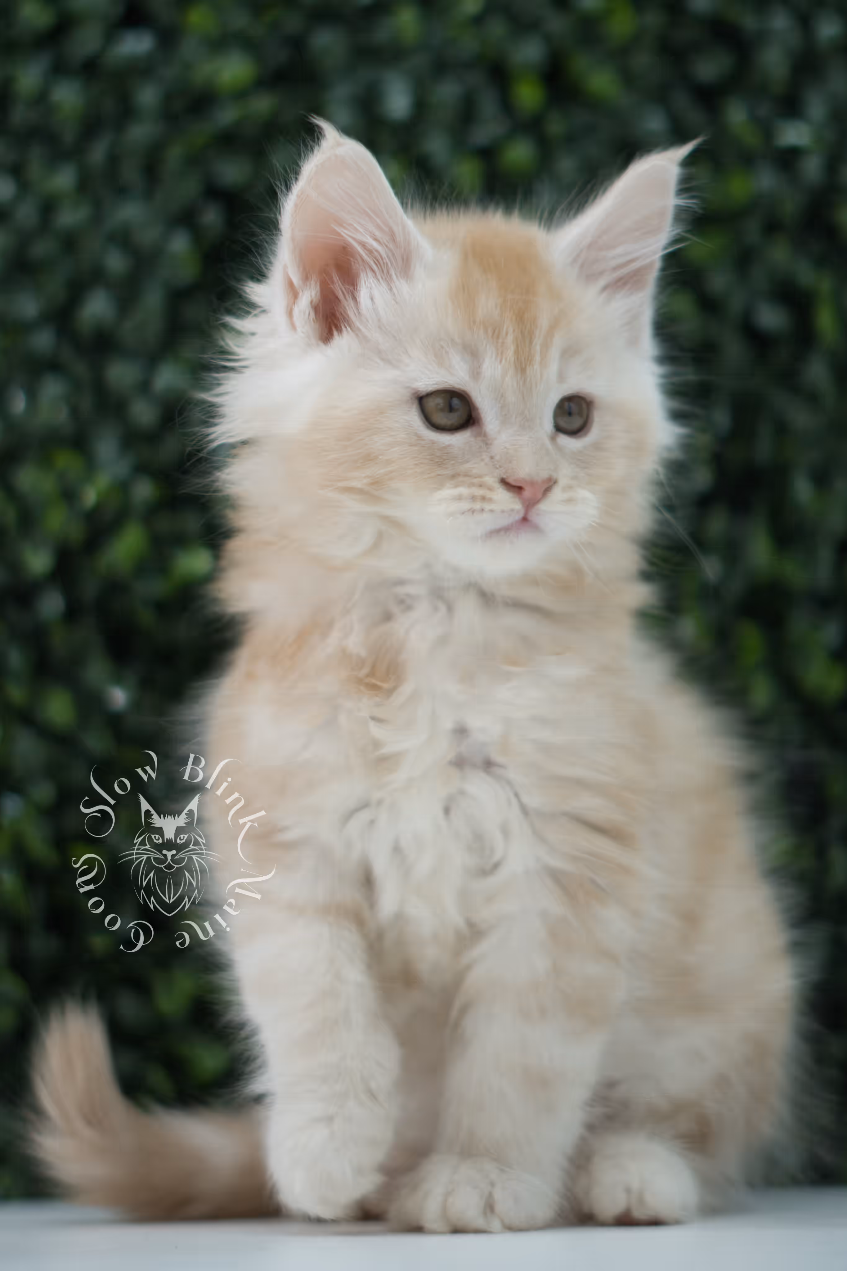 high silver red maine coon kitten ems code mco es age 6 weeks old SlowBlink Maine Coons Photo > high silver red maine coon kitten ems code mco es age 6 weeks old