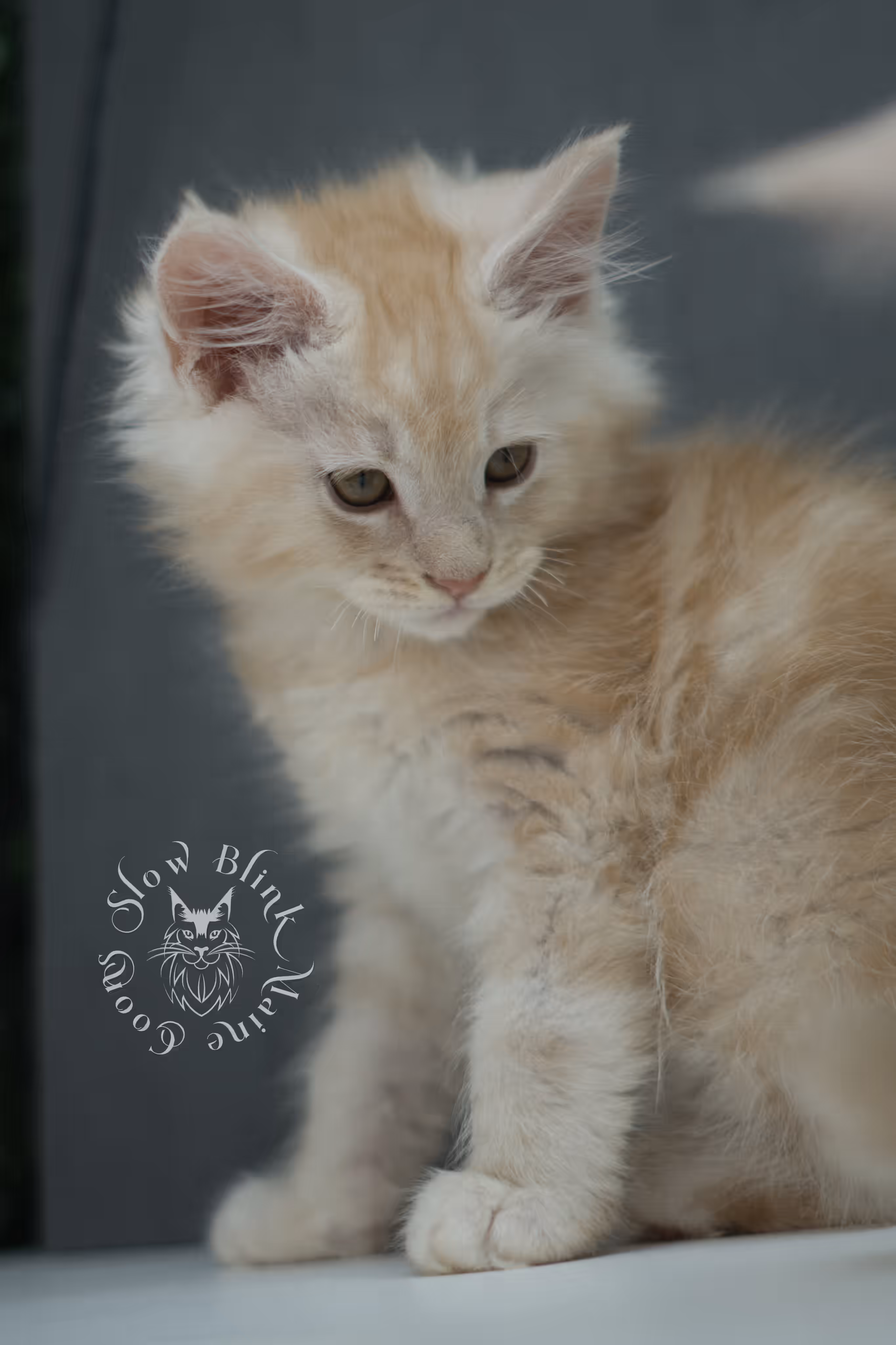 high silver red maine coon kitten ems code mco es age 6 weeks old SlowBlink Maine Coons Photo > high silver red maine coon kitten ems code mco es age 6 weeks old