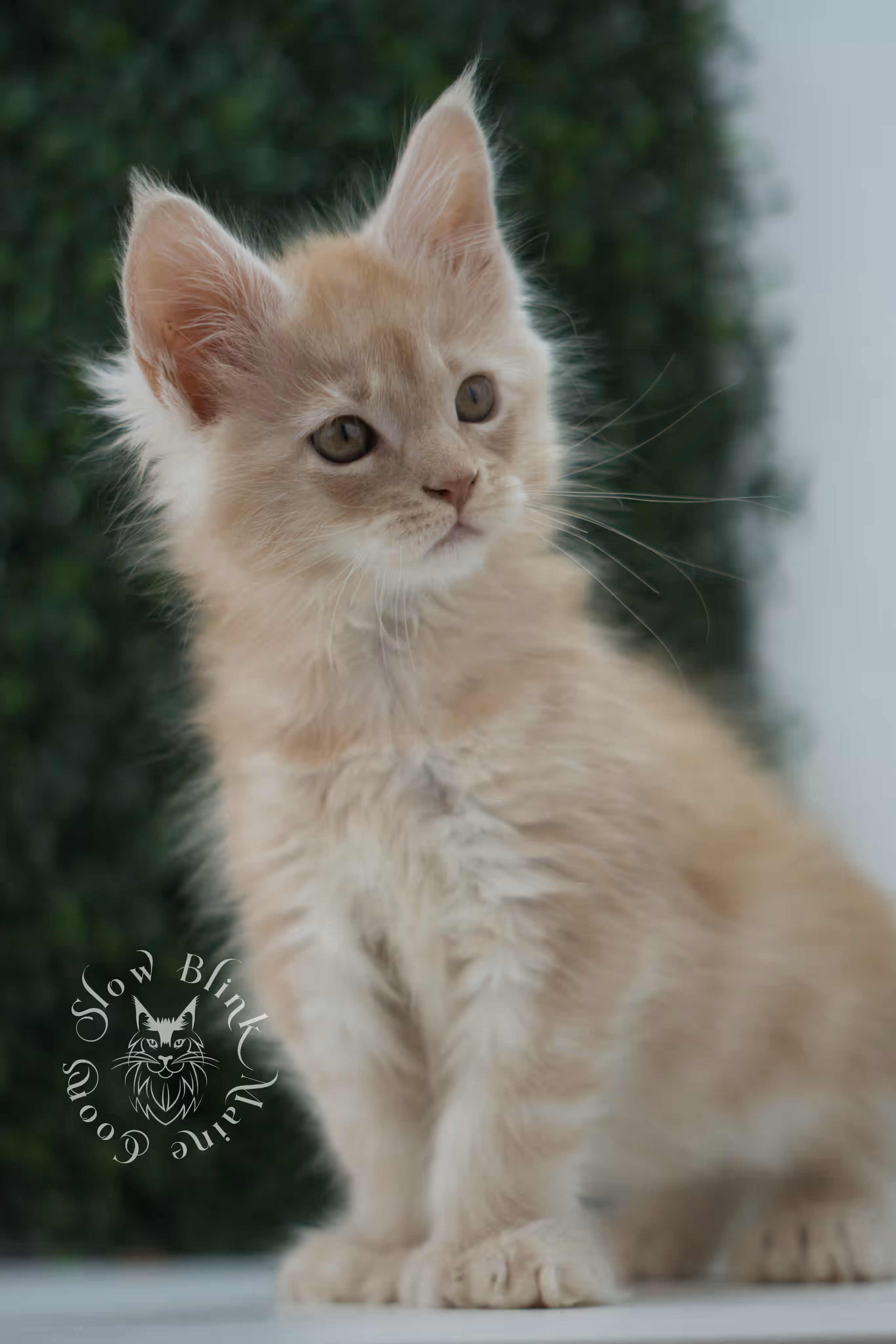high silver red maine coon kitten ems code mcp es age 10 weeks old poly SlowBlink Maine Coons Photo > high silver red maine coon kitten ems code mcp es age 10 weeks old poly