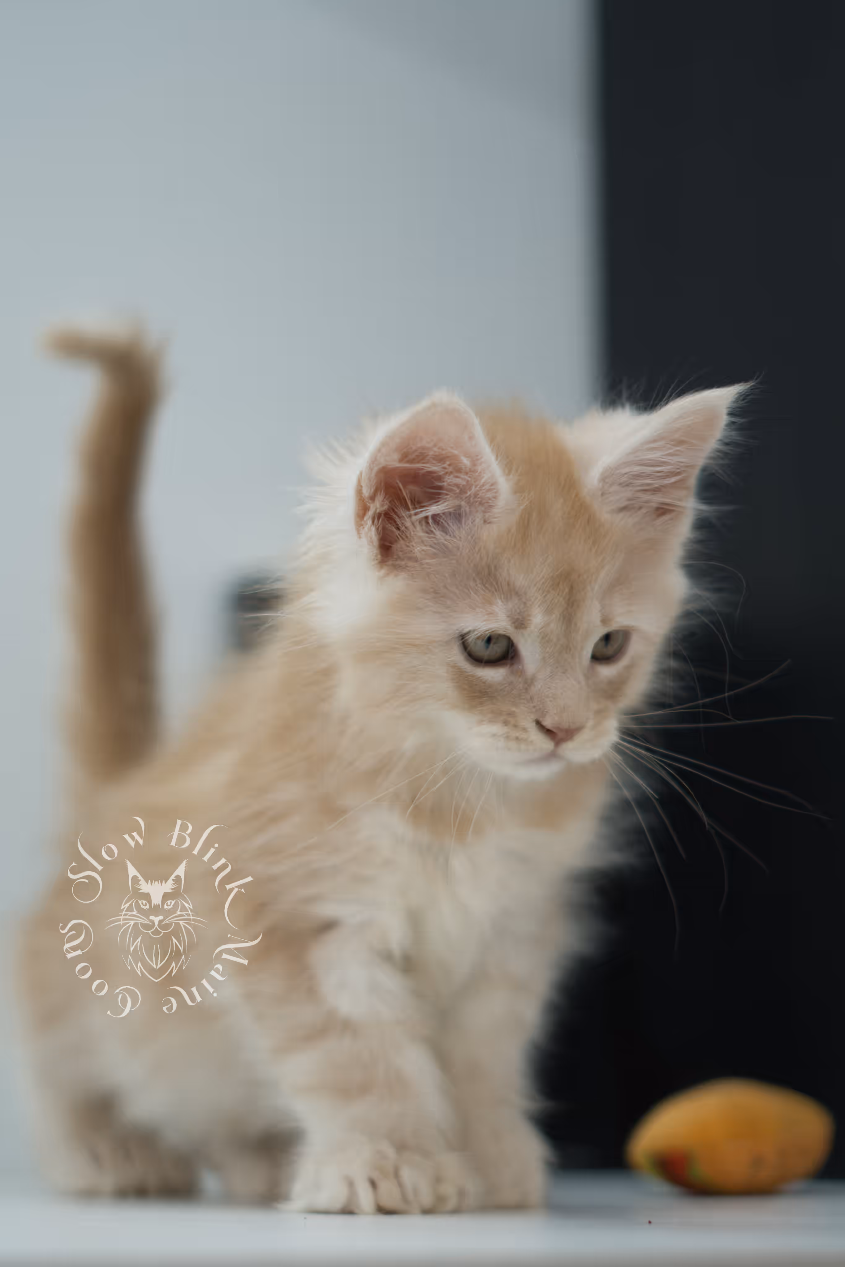 high silver red maine coon kitten ems code mcp es age 10 weeks old poly SlowBlink Maine Coons Photo > high silver red maine coon kitten ems code mcp es age 10 weeks old poly