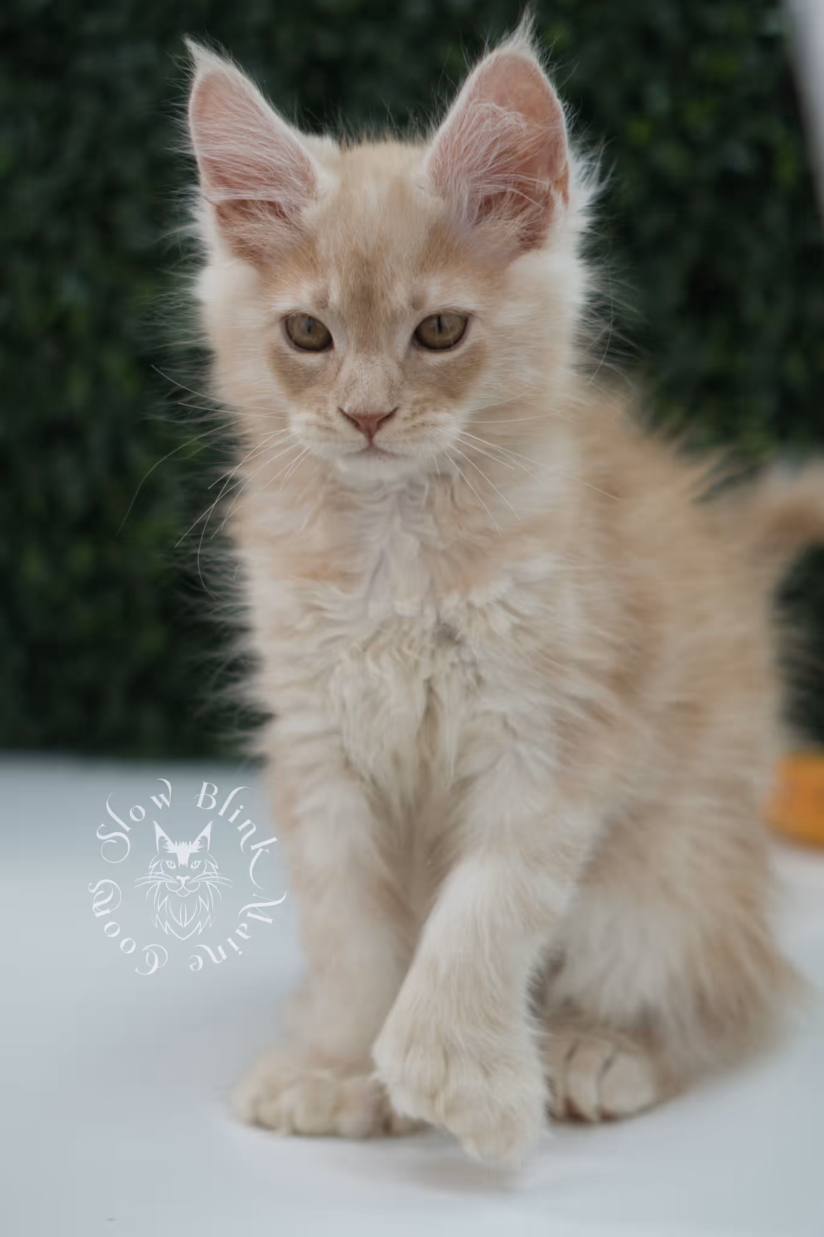 high silver red maine coon kitten ems code mcp es age 10 weeks old poly SlowBlink Maine Coons Photo > high silver red maine coon kitten ems code mcp es age 10 weeks old poly