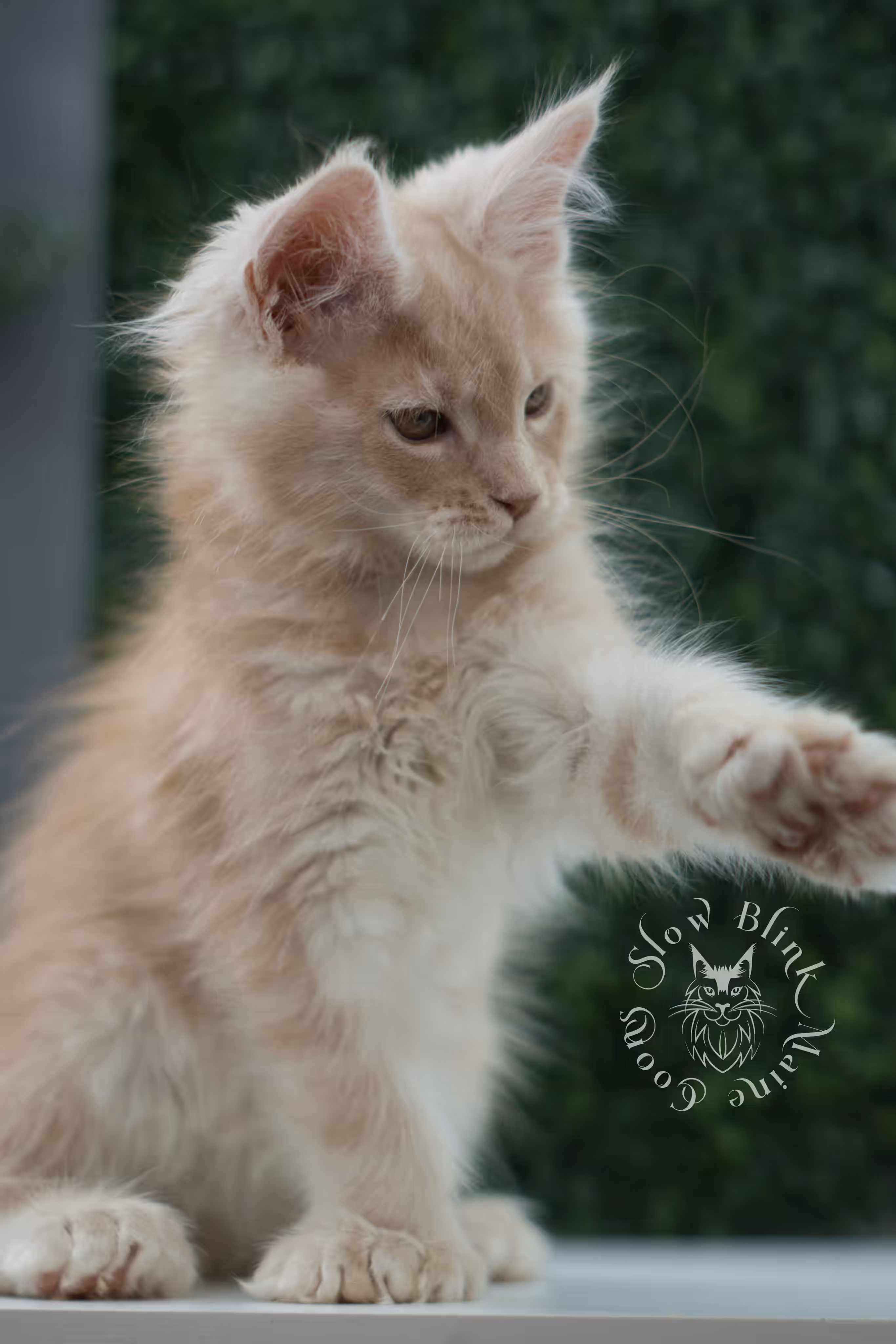 high silver red maine coon kitten ems code mcp es age 10 weeks old poly SlowBlink Maine Coons Photo > high silver red maine coon kitten ems code mcp es age 10 weeks old poly