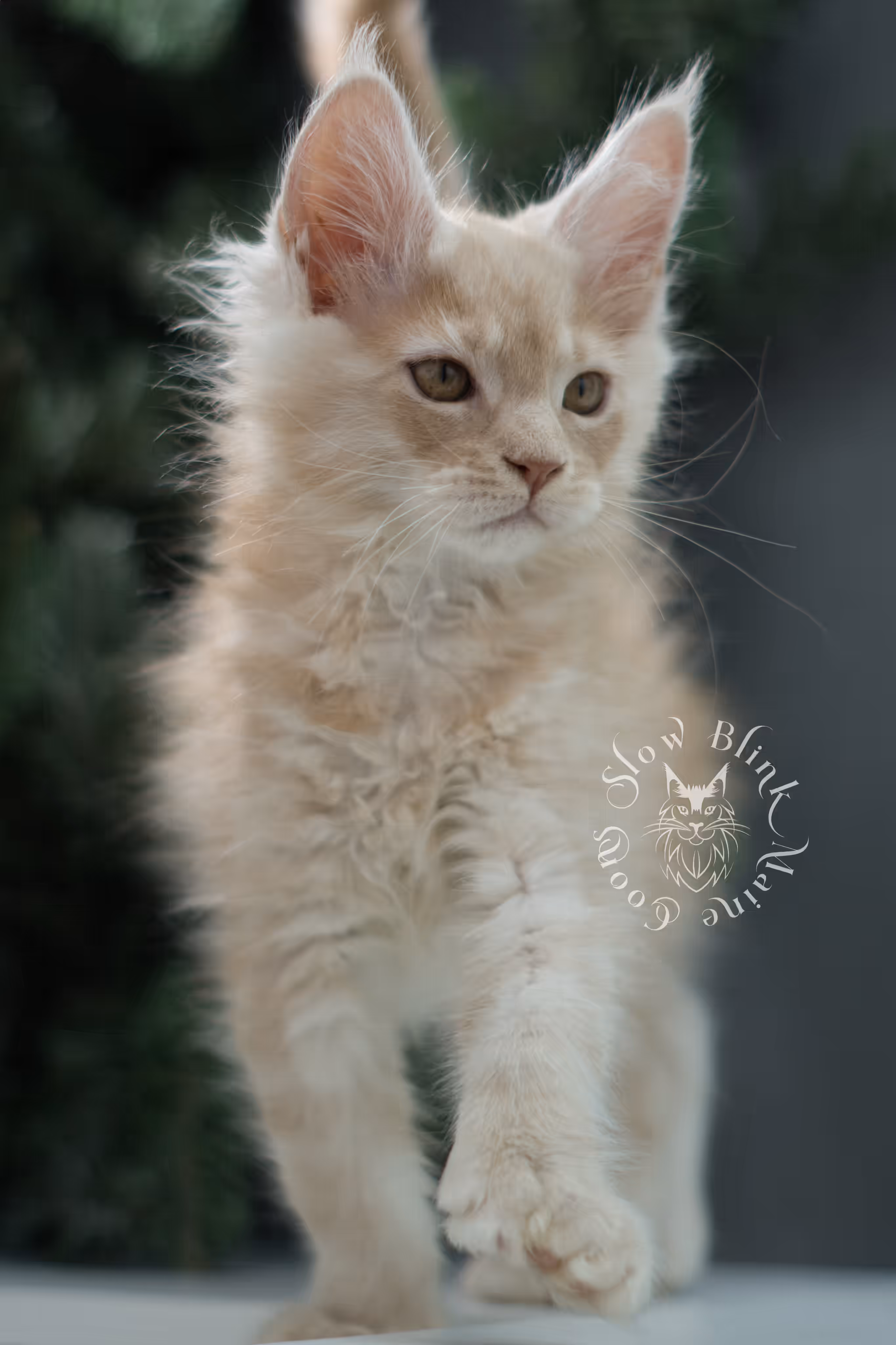 high silver red maine coon kitten ems code mcp es age 10 weeks old poly SlowBlink Maine Coons Photo > high silver red maine coon kitten ems code mcp es age 10 weeks old poly
