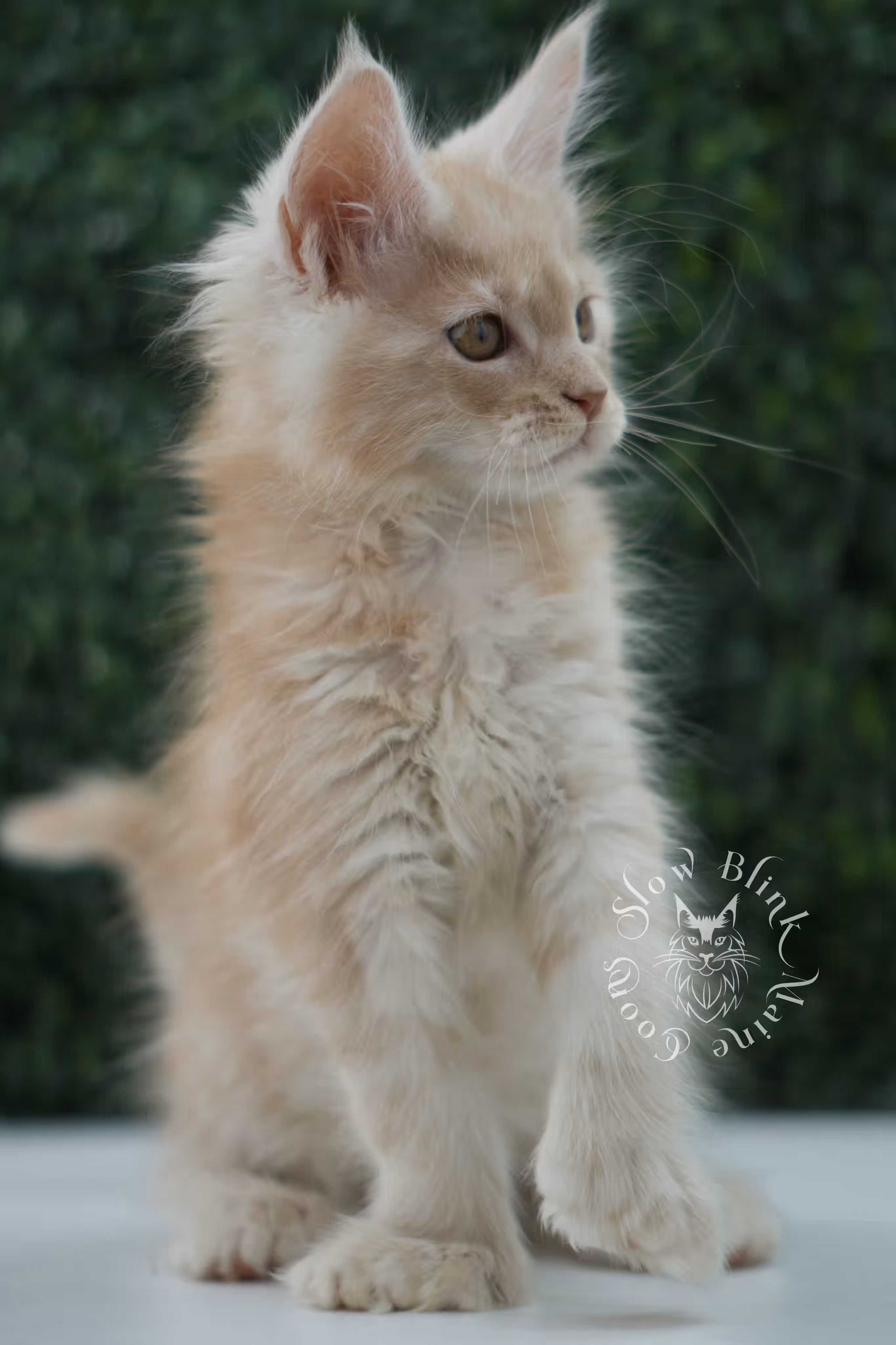 high silver red maine coon kitten ems code mcp es age 12 weeks old poly SlowBlink Maine Coons Photo > high silver red maine coon kitten ems code mcp es age 12 weeks old poly