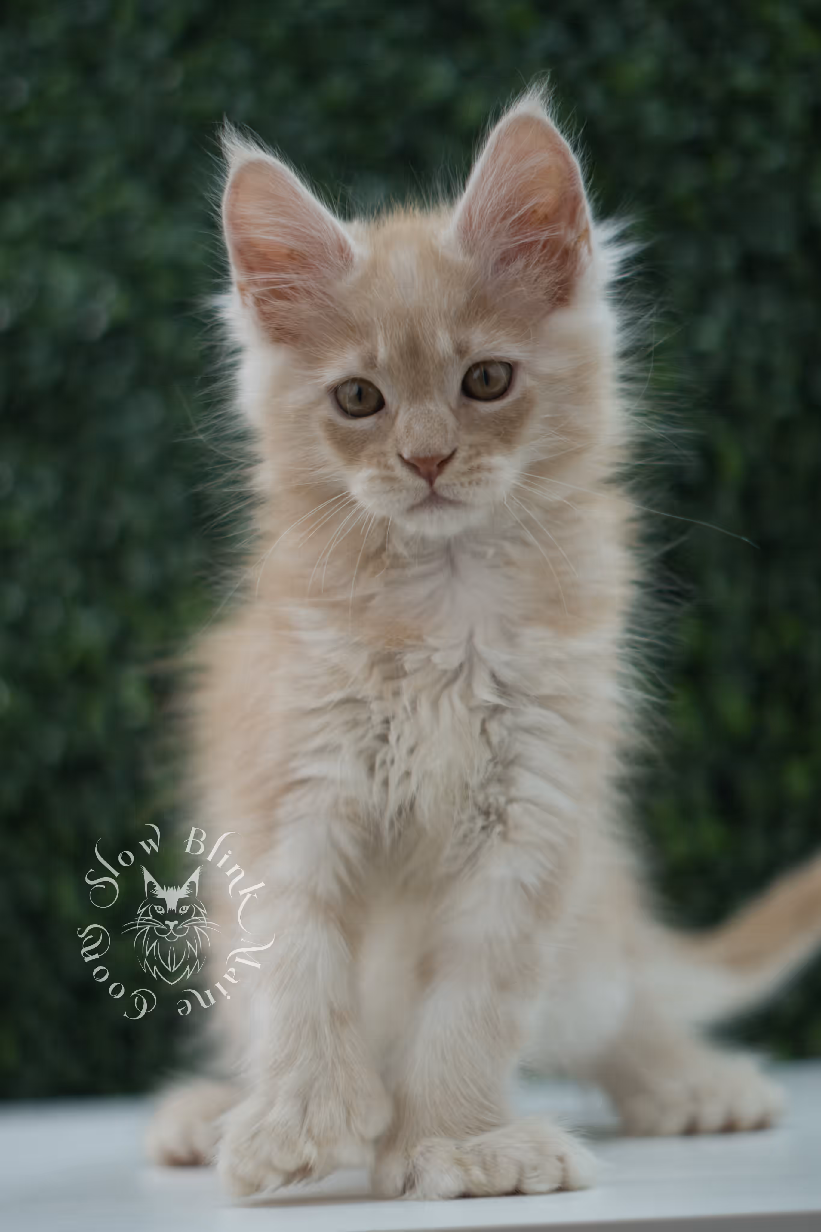 high silver red maine coon kitten ems code mcp es age 12 weeks old poly SlowBlink Maine Coons Photo > high silver red maine coon kitten ems code mcp es age 12 weeks old poly