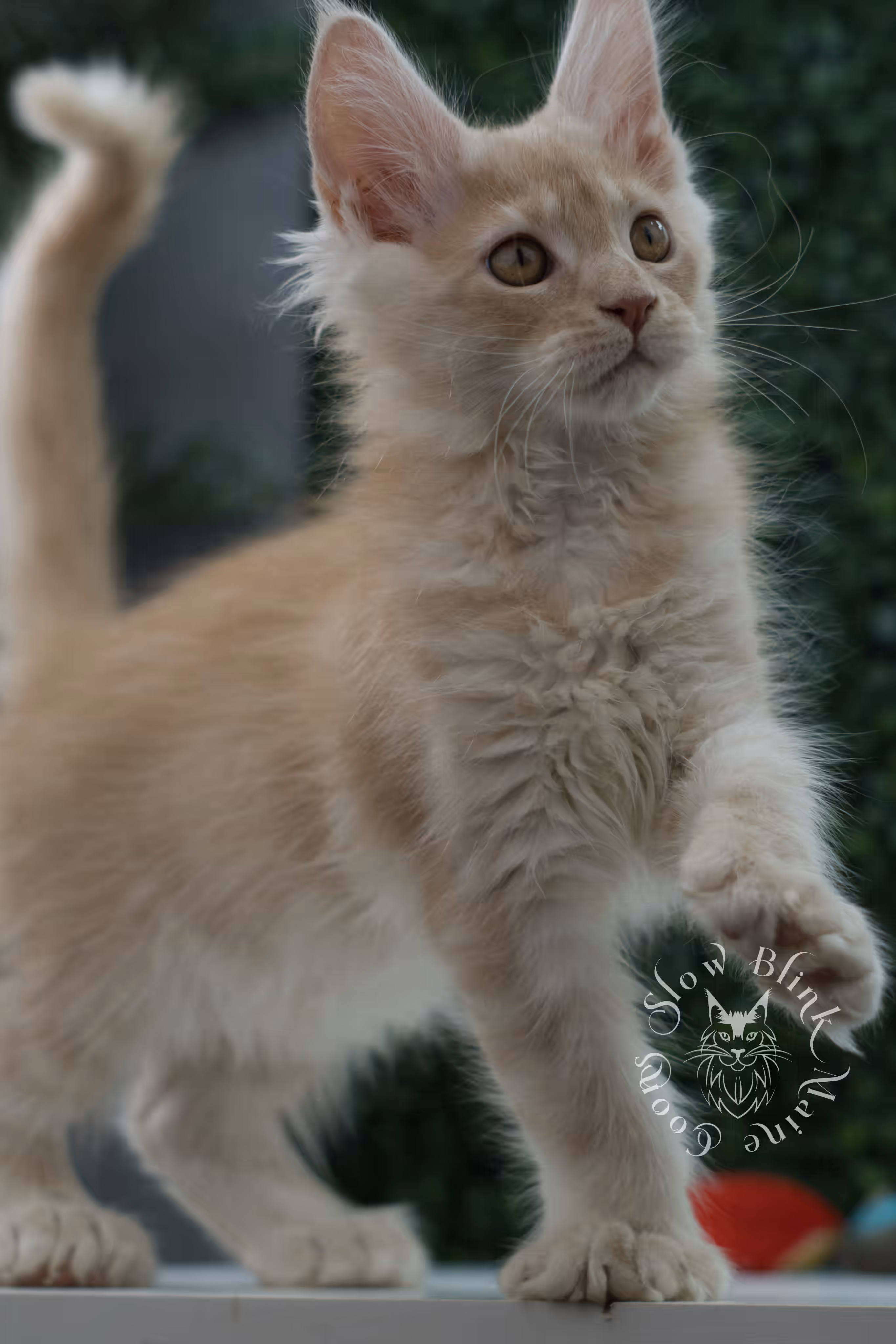 high silver red maine coon kitten ems code mcp es age 12 weeks old poly SlowBlink Maine Coons Photo > high silver red maine coon kitten ems code mcp es age 12 weeks old poly