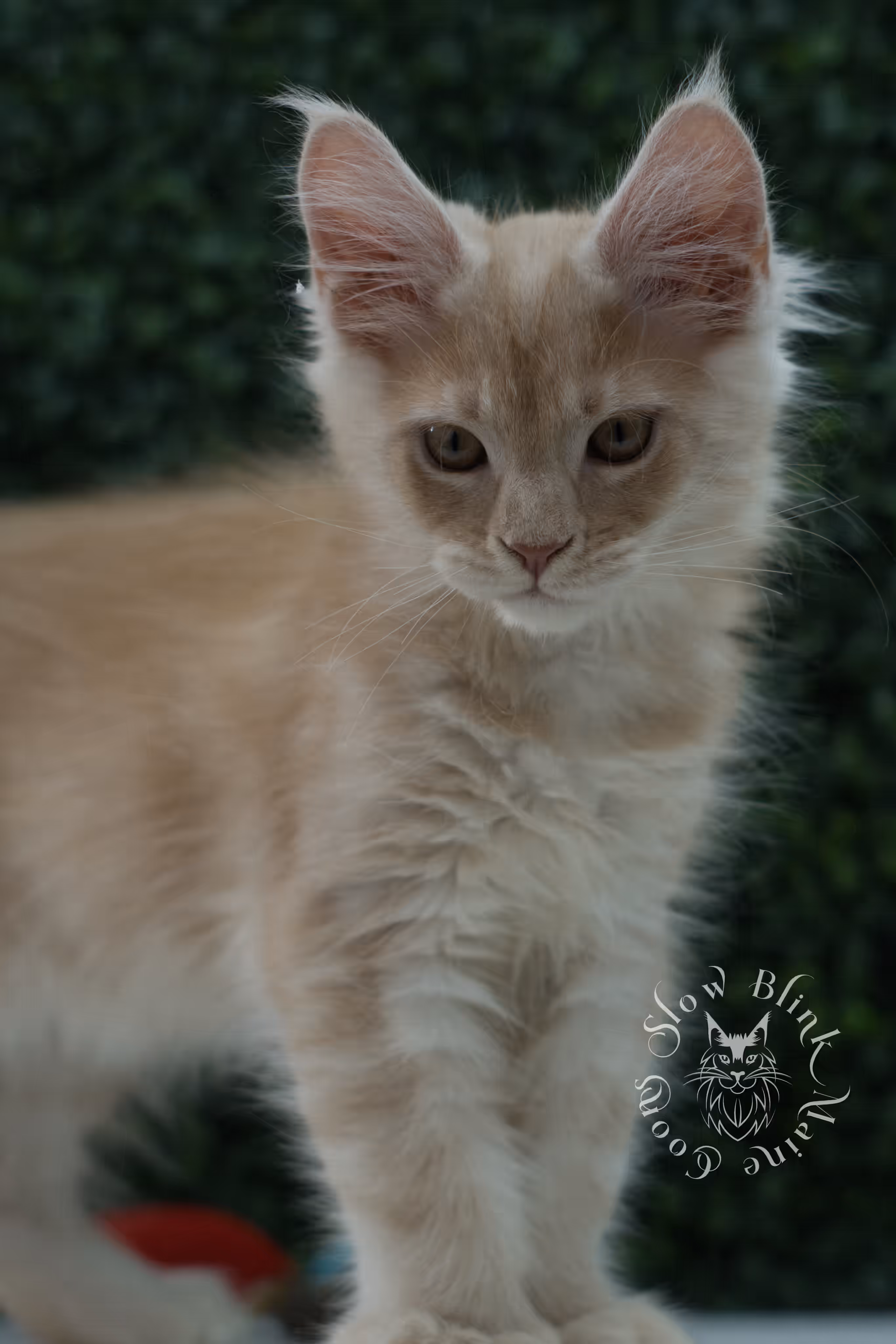 high silver red maine coon kitten ems code mcp es age 12 weeks old poly SlowBlink Maine Coons Photo > high silver red maine coon kitten ems code mcp es age 12 weeks old poly
