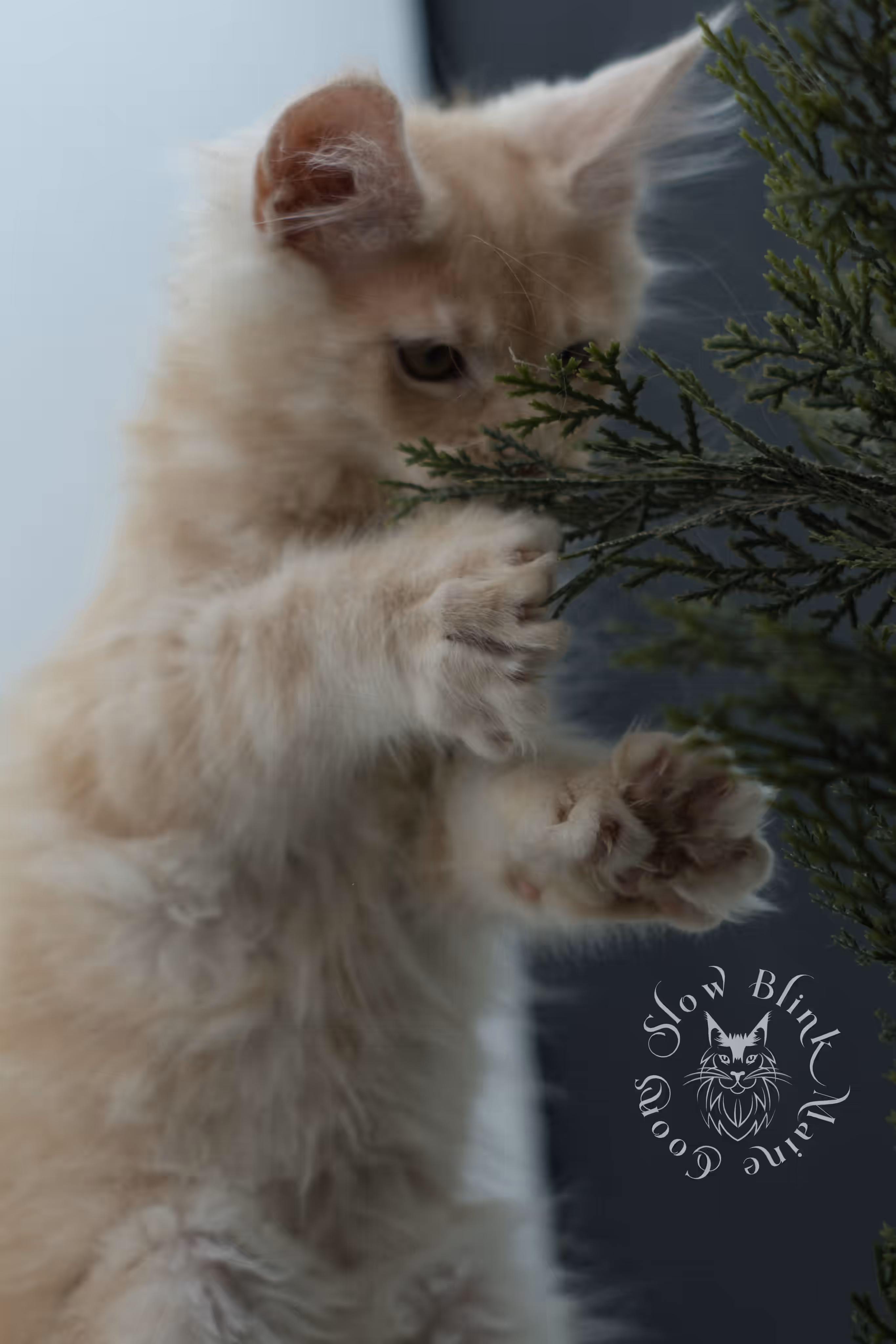 high silver red maine coon kitten ems code mcp es age 12 weeks old poly SlowBlink Maine Coons Photo > high silver red maine coon kitten ems code mcp es age 12 weeks old poly