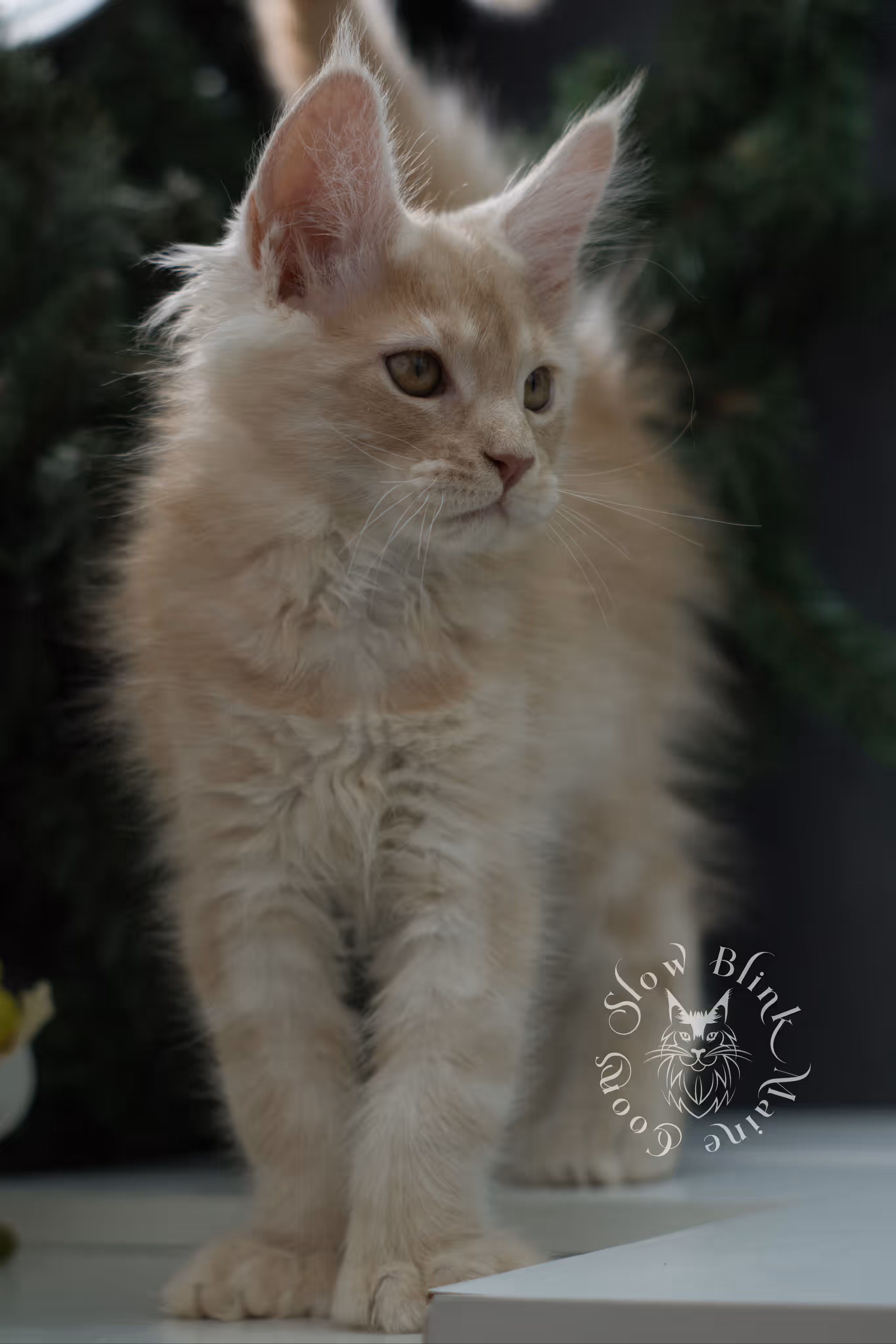 high silver red maine coon kitten ems code mcp es age 12 weeks old poly SlowBlink Maine Coons Photo > high silver red maine coon kitten ems code mcp es age 12 weeks old poly
