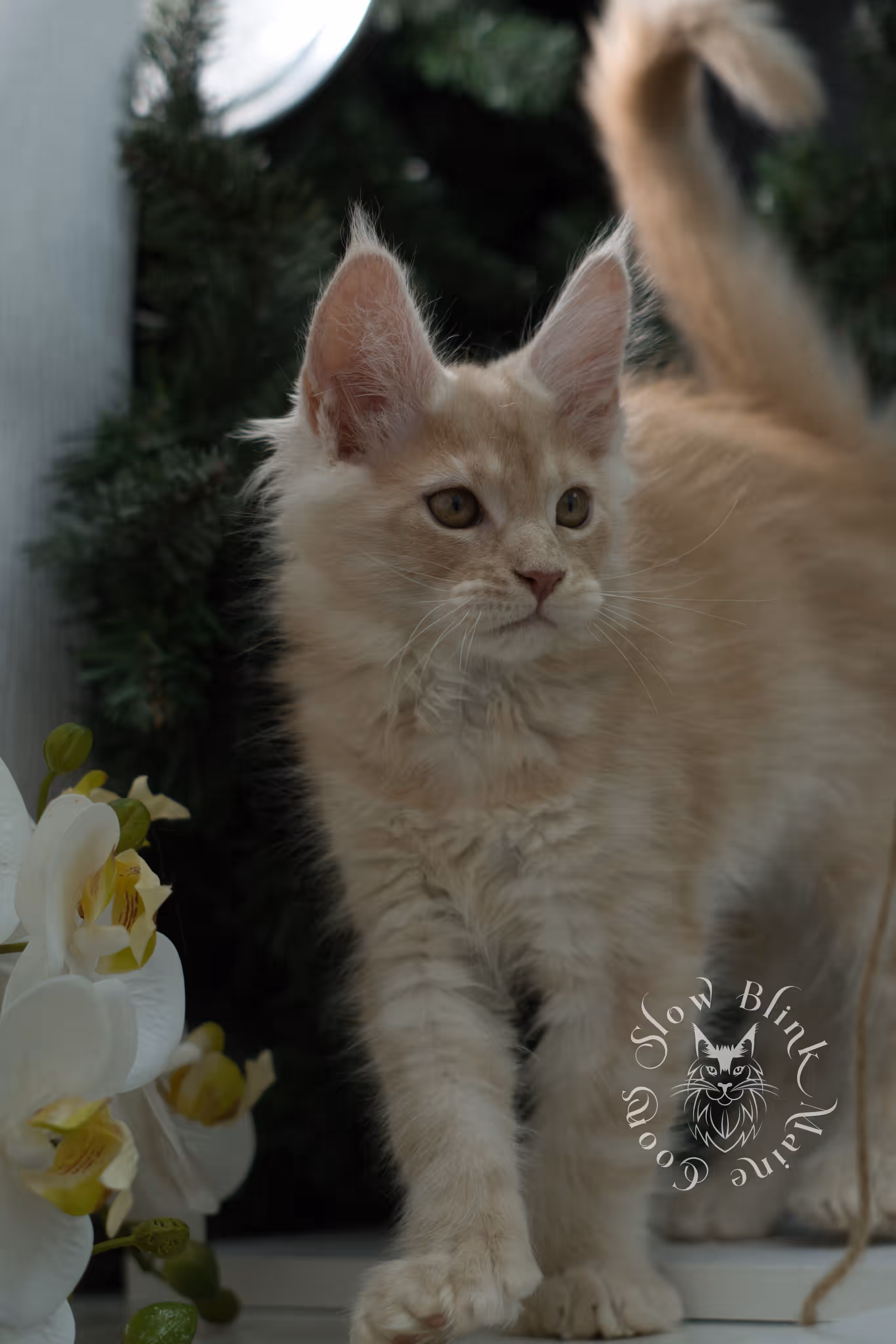 high silver red maine coon kitten ems code mcp es age 12 weeks old poly SlowBlink Maine Coons Photo > high silver red maine coon kitten ems code mcp es age 12 weeks old poly