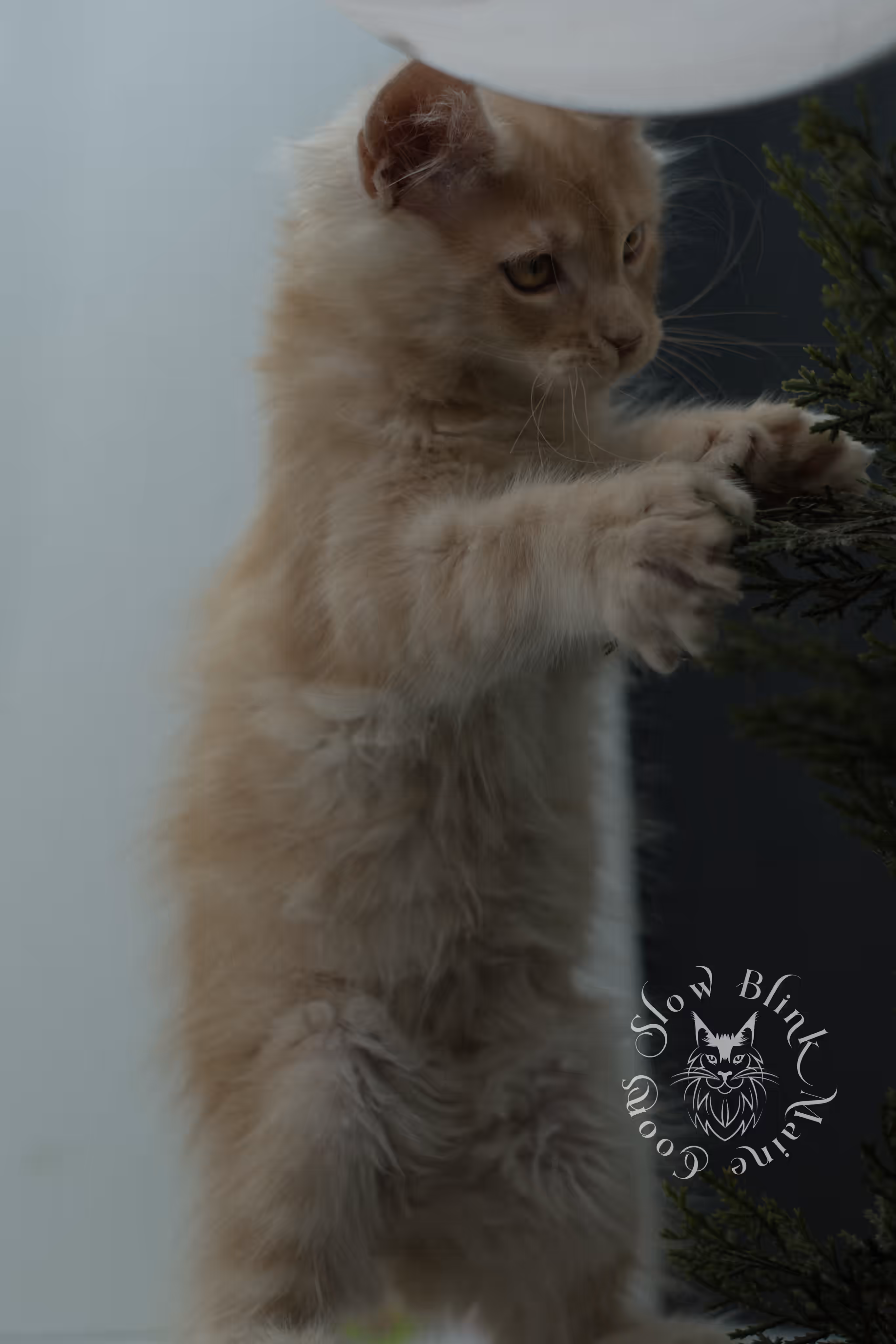high silver red maine coon kitten ems code mcp es age 12 weeks old poly SlowBlink Maine Coons Photo > high silver red maine coon kitten ems code mcp es age 12 weeks old poly